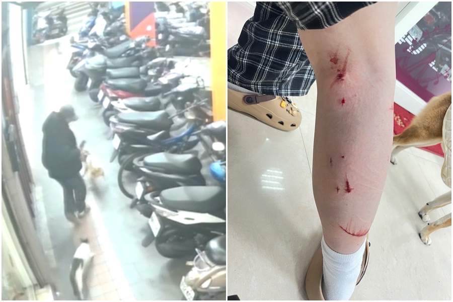 家貓憤怒衝出門外尾隨飼犬，飼主為保護愛犬被家貓攻擊後傷勢嚴重。（新北動保處提供）