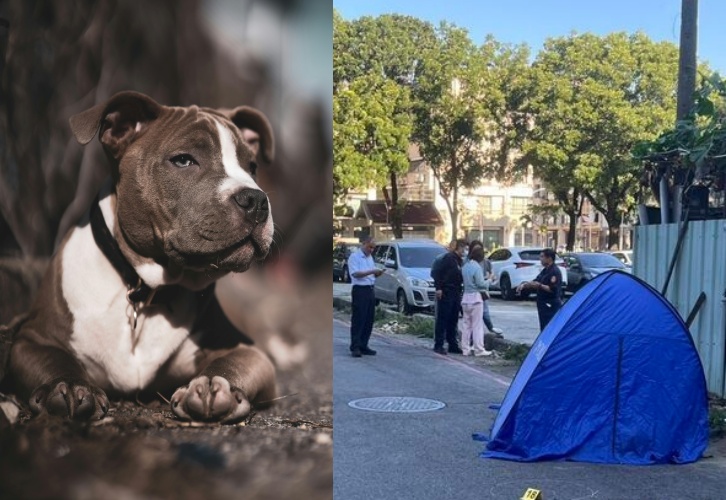 羅男清晨帶飼養的惡霸犬出門散步時慘遭槍殺，鄰居表示羅男為人和善，沒想到竟成槍下亡魂。（左為惡霸犬示意圖，pexels／右為翻攝畫面）
