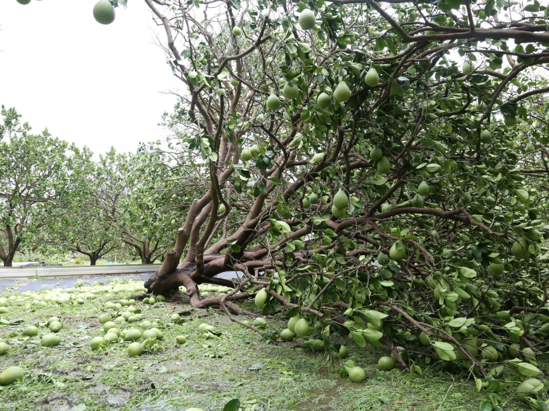 滿地文旦落果，園主欲哭無淚。（翻攝自台南焦點臉書）