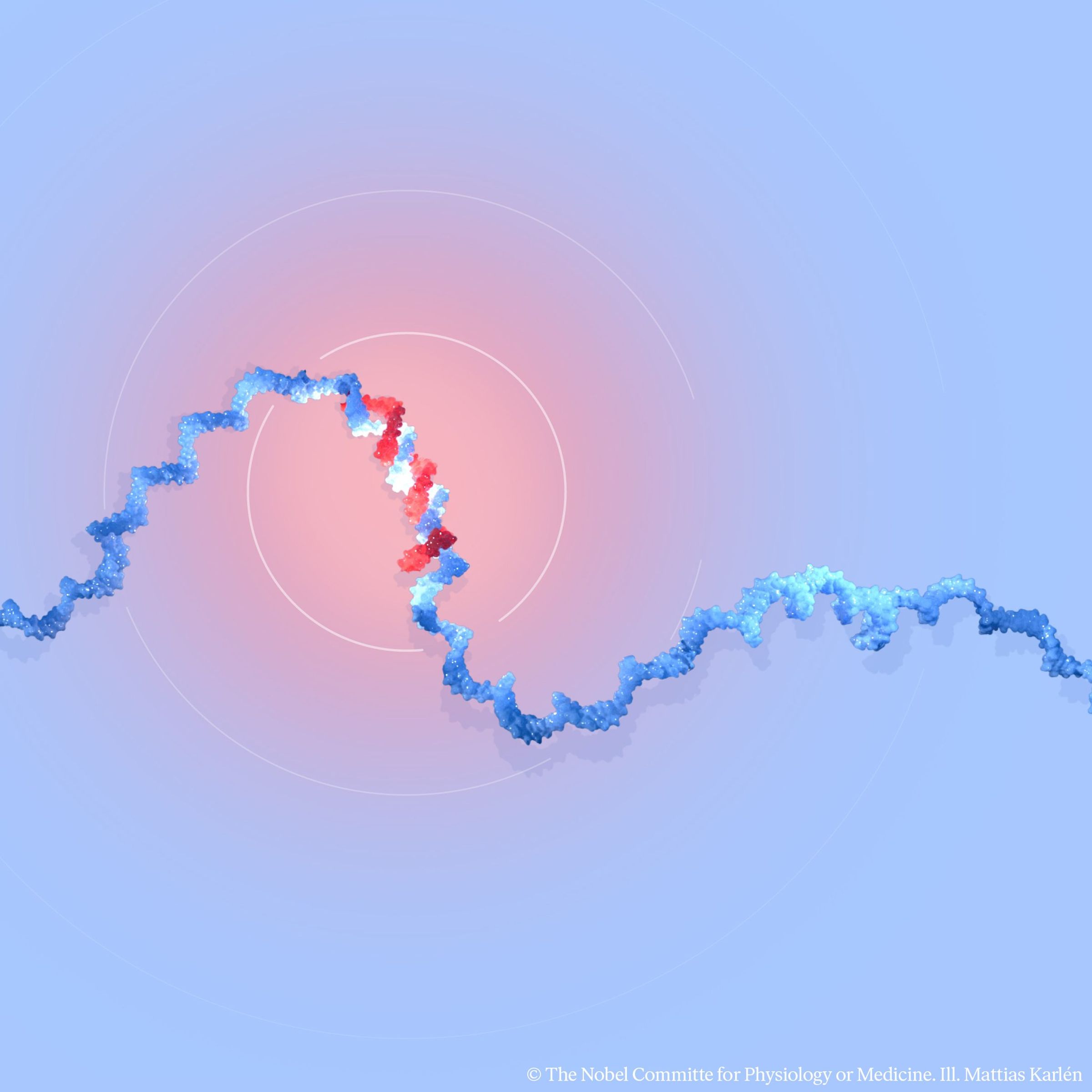 學者發現了小分子核糖核酸(microRNA)。(翻攝Nobel Prize臉書)