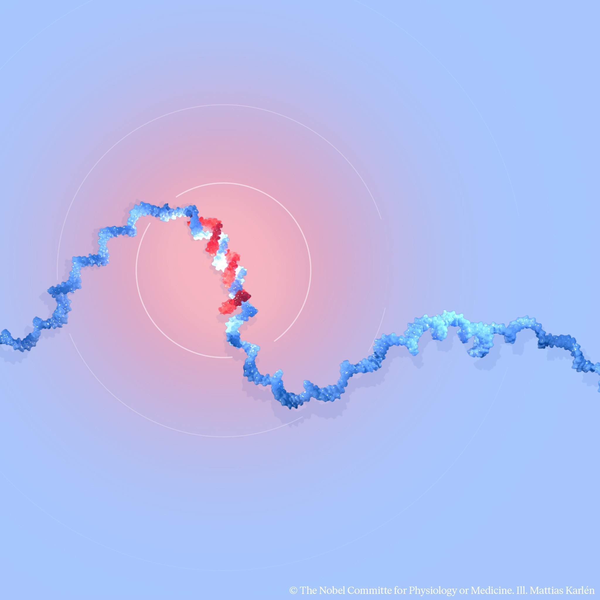 學者發現了小分子核糖核酸（microRNA）。（翻攝Nobel Prize臉書）