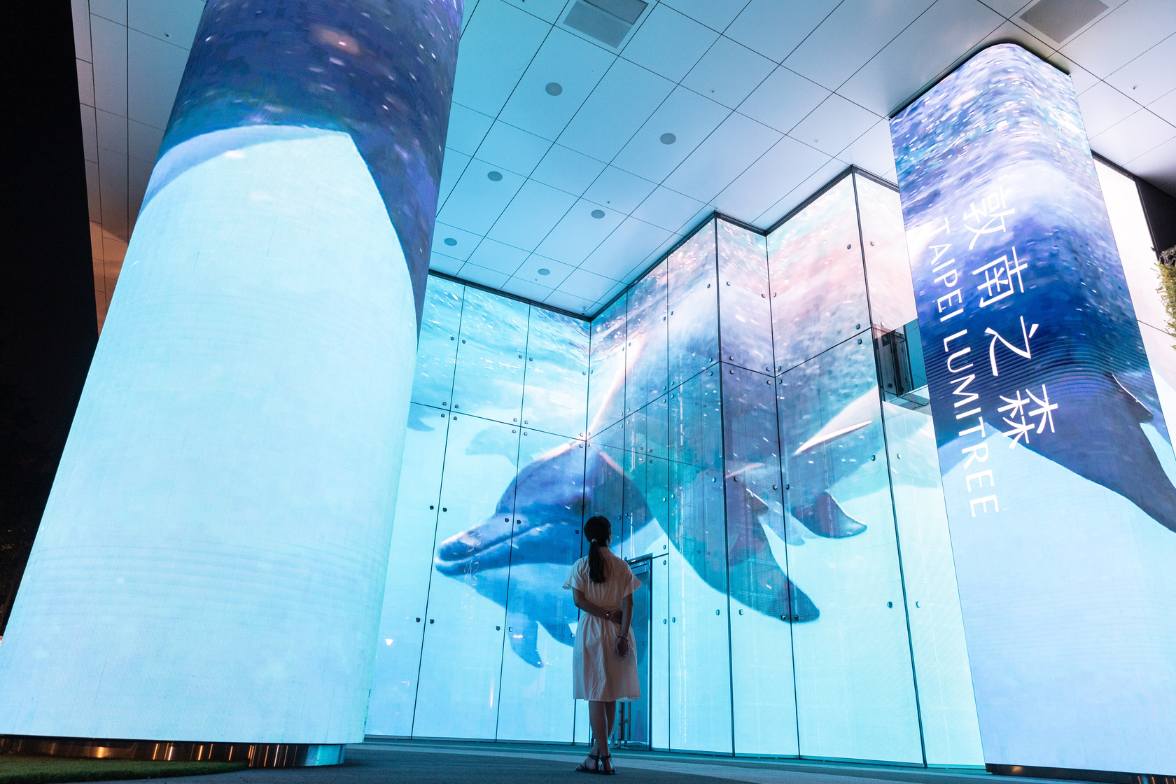 海底生物在巨大螢幕中拍起照來生動可愛。
