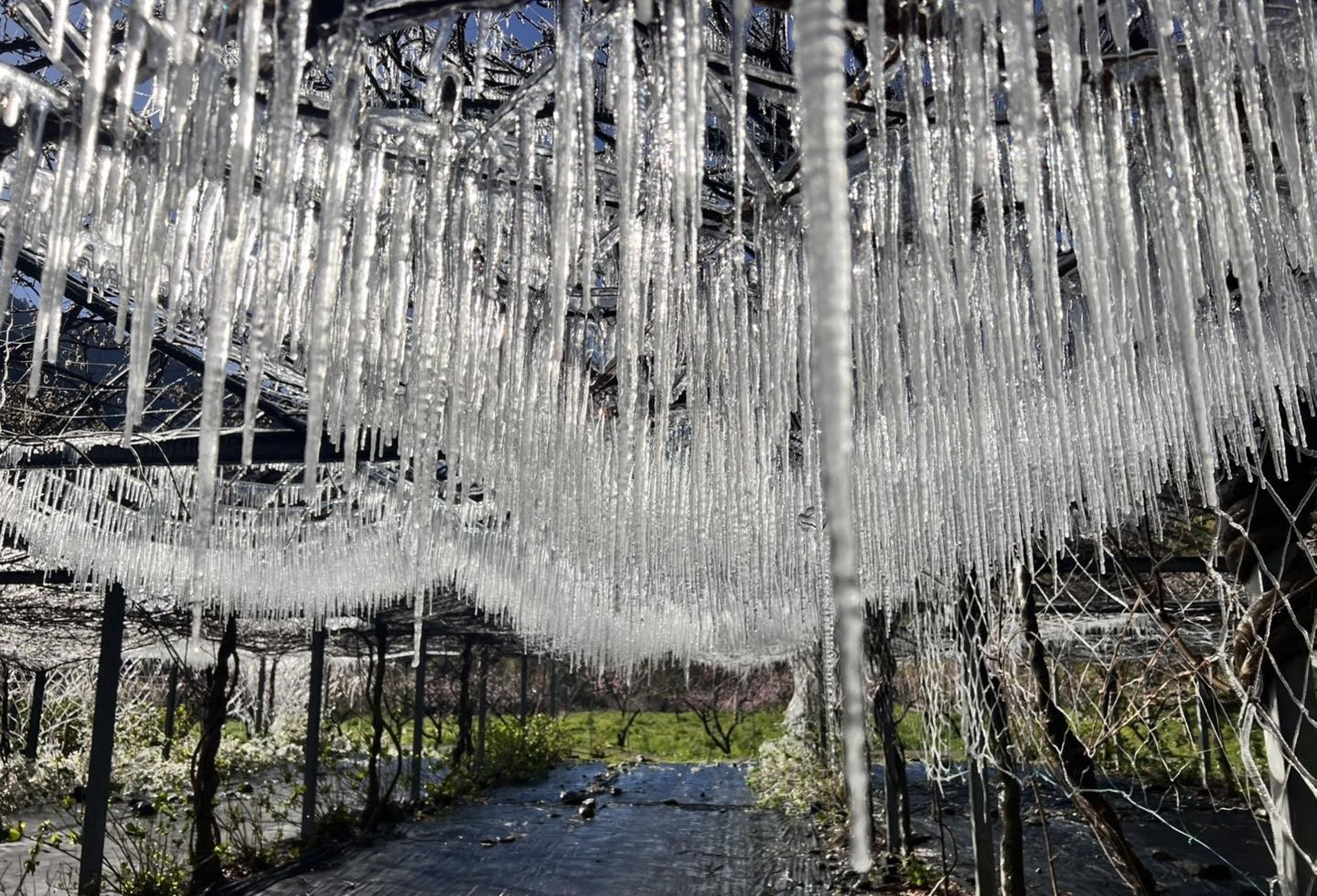 武陵農場凌晨氣溫降至零下0.6度，防凍灑水後藤花園出現大量冰柱與冰晶，景象宛如水晶宮殿。（武陵農場提供）