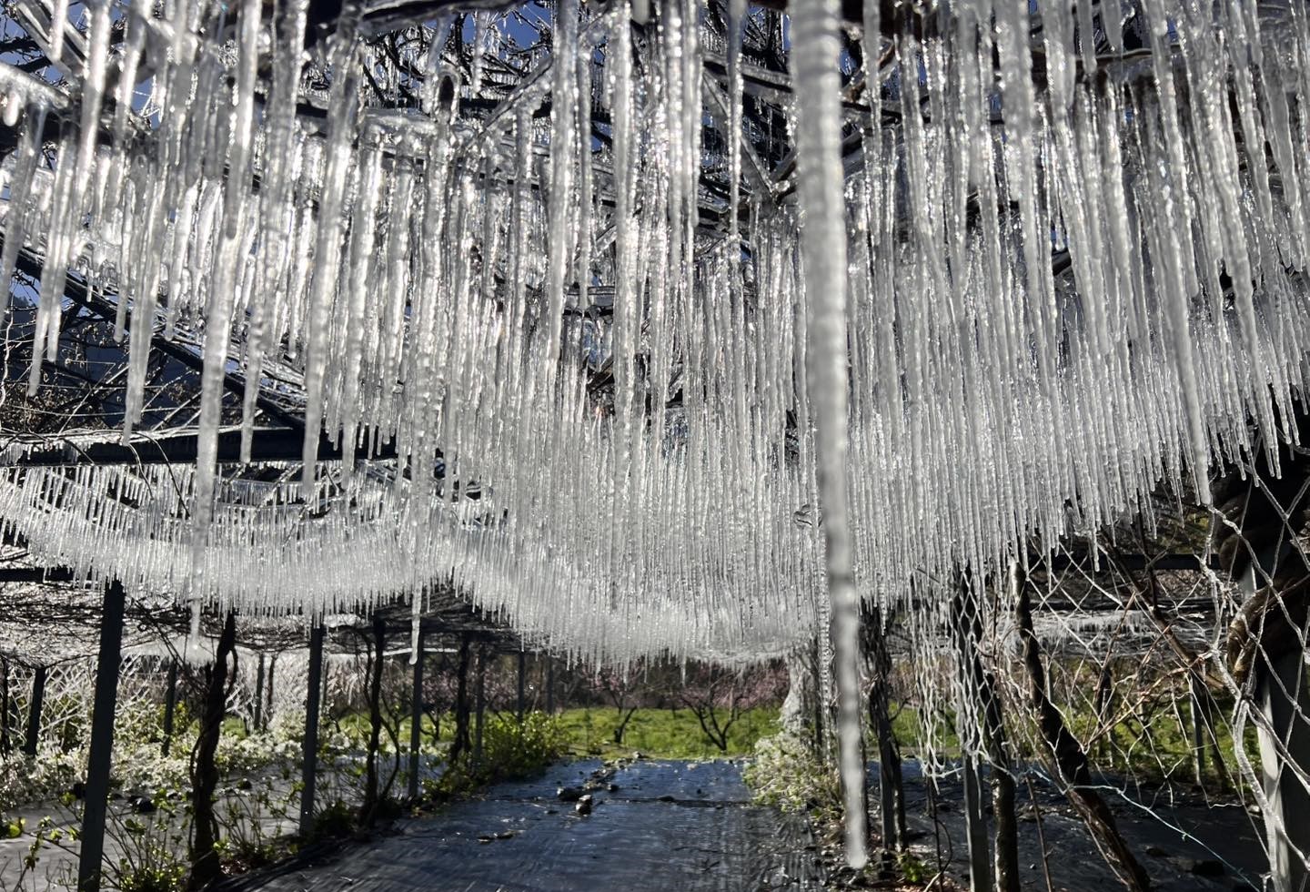 武陵農場凌晨氣溫降至零下0.6度，防凍灑水後藤花園出現大量冰柱與冰晶，景象宛如水晶宮殿。（武陵農場提供）