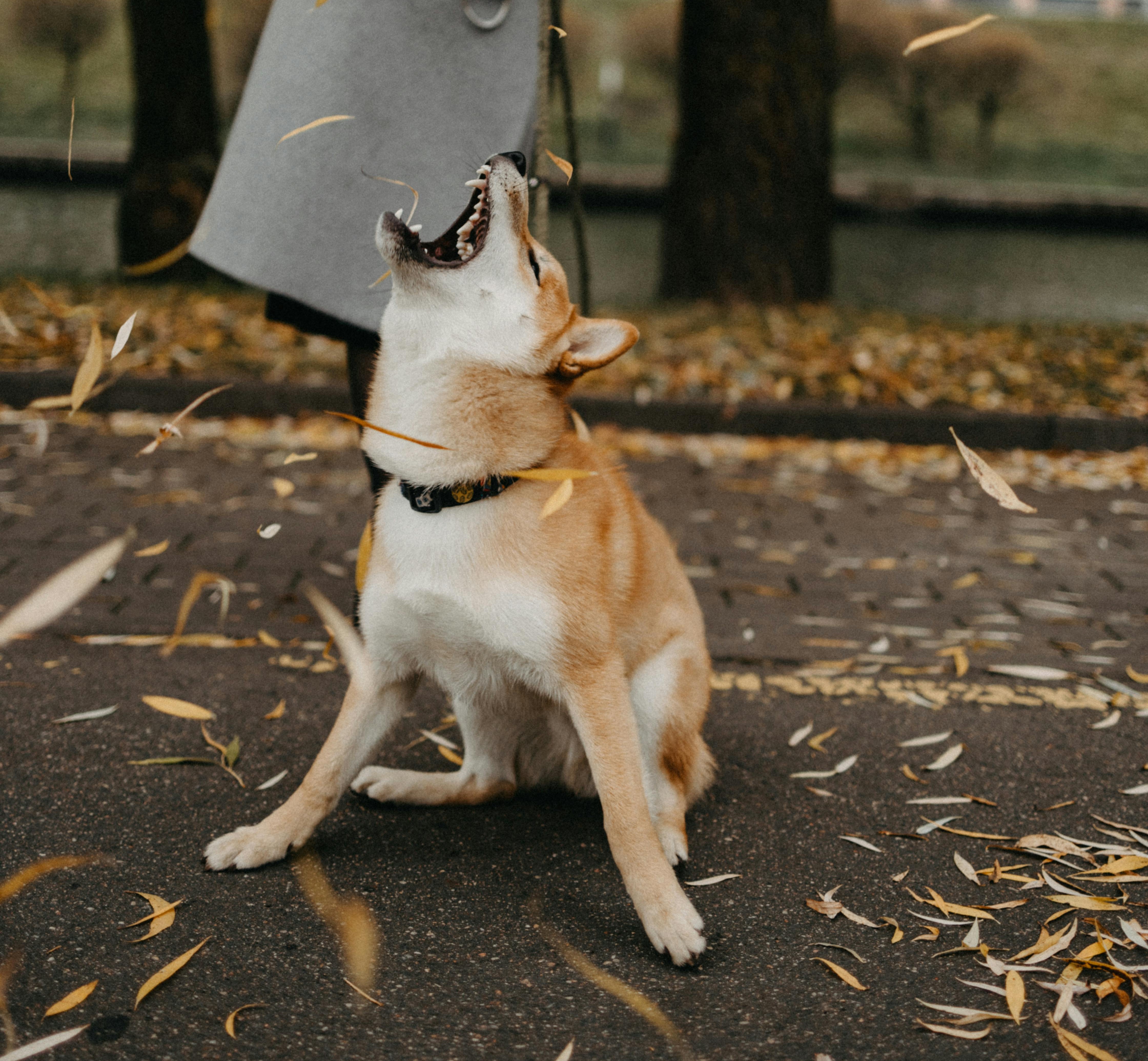 柴犬以「叛逆、任性」的性格聞名。示意圖。（pexels）