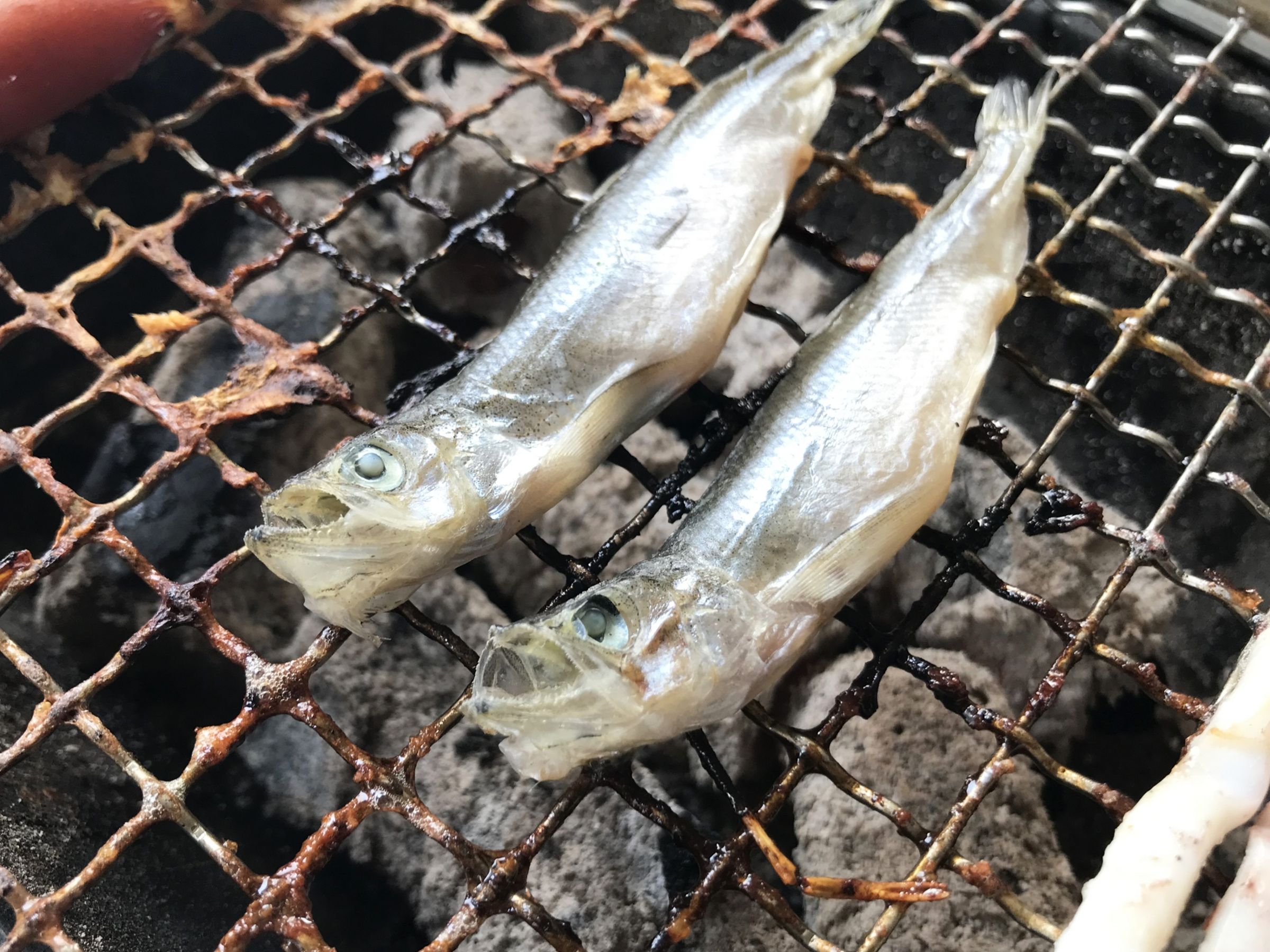 台灣一般稱的柳葉魚,也就是喜相逢,其實就是產於北大西洋產的毛麟魚,有卵的母魚烤起來尤其好吃。(Photo AC提供)