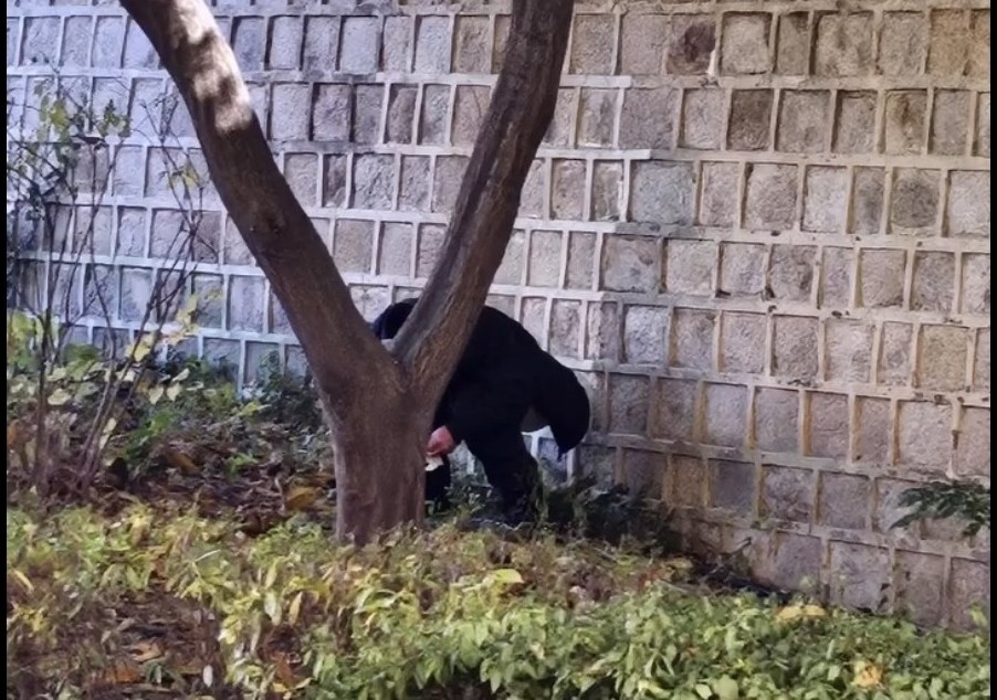 首爾景福宮有觀光客在石牆邊的草叢中便溺，該畫面在社群媒體瘋傳。（翻攝自X）