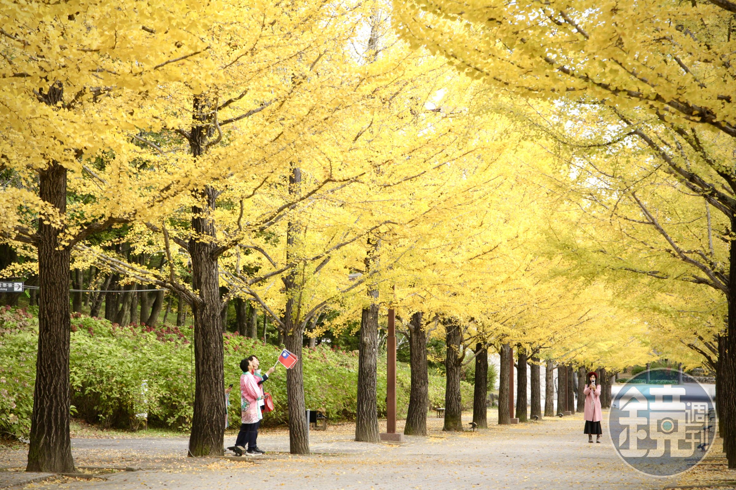 日本銀杏五大絕景中,福島市內吾妻綜合運動公園的銀杏並木也名列其中。