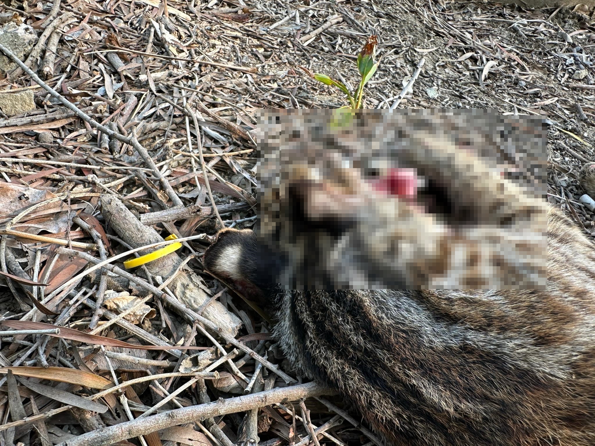 位於彰化台74甲線花壇路段，今天傳出有石虎遭路殺，引起網友關注。（翻攝自爆料公社二社）