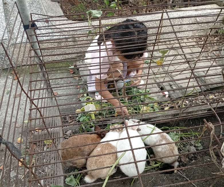 20日下午2時57分女童在和籠子裡的兔子玩耍。（韓女提供）