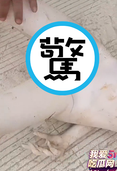 鄉民對於她的下體很有興趣。（翻自《51吃瓜網》）