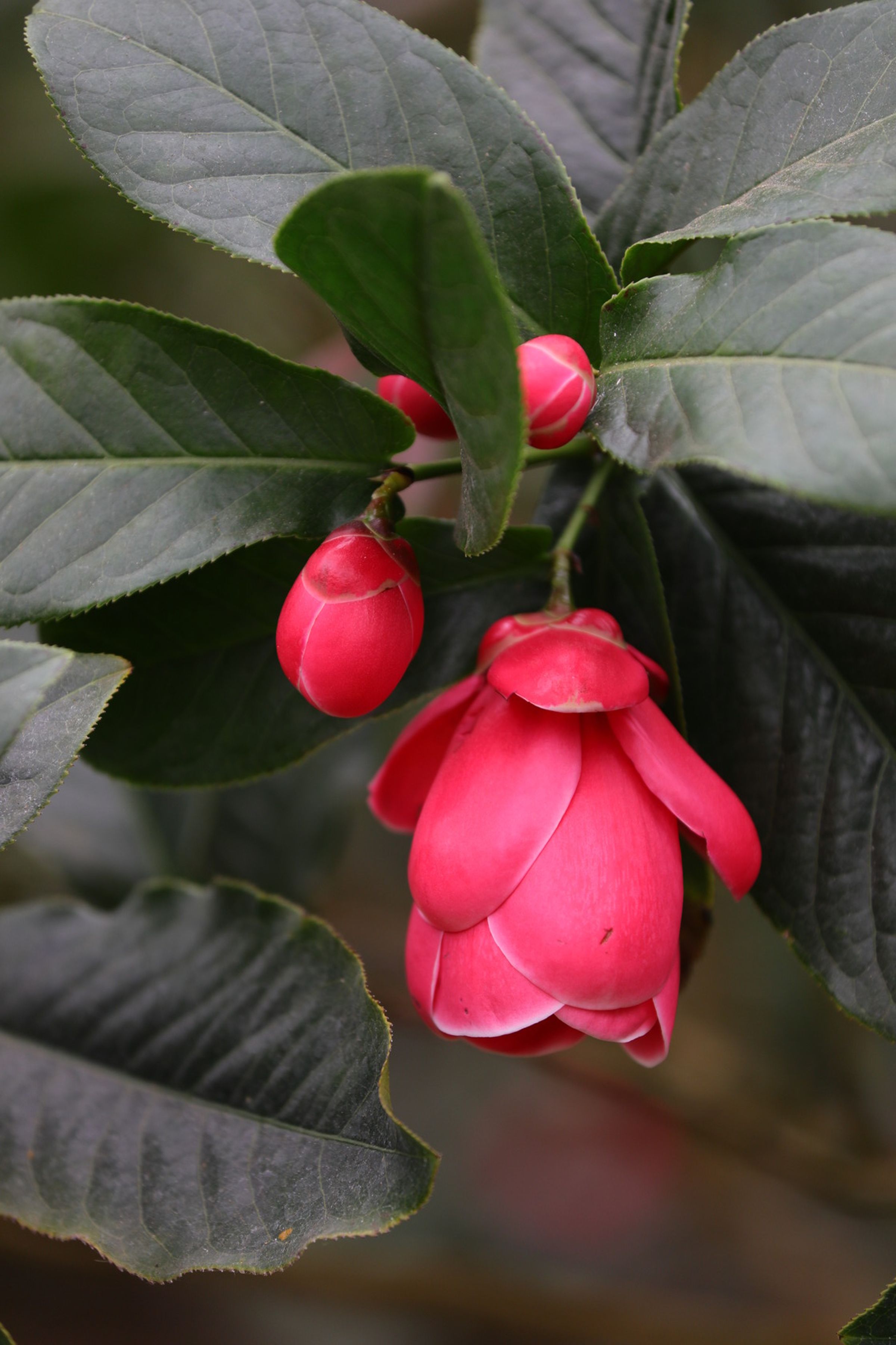 在花卉中心欣賞茶花記得注意多種特殊品種,如「越南抱莖茶花」花型特殊,低垂的花苞,一長出就十分搶眼。