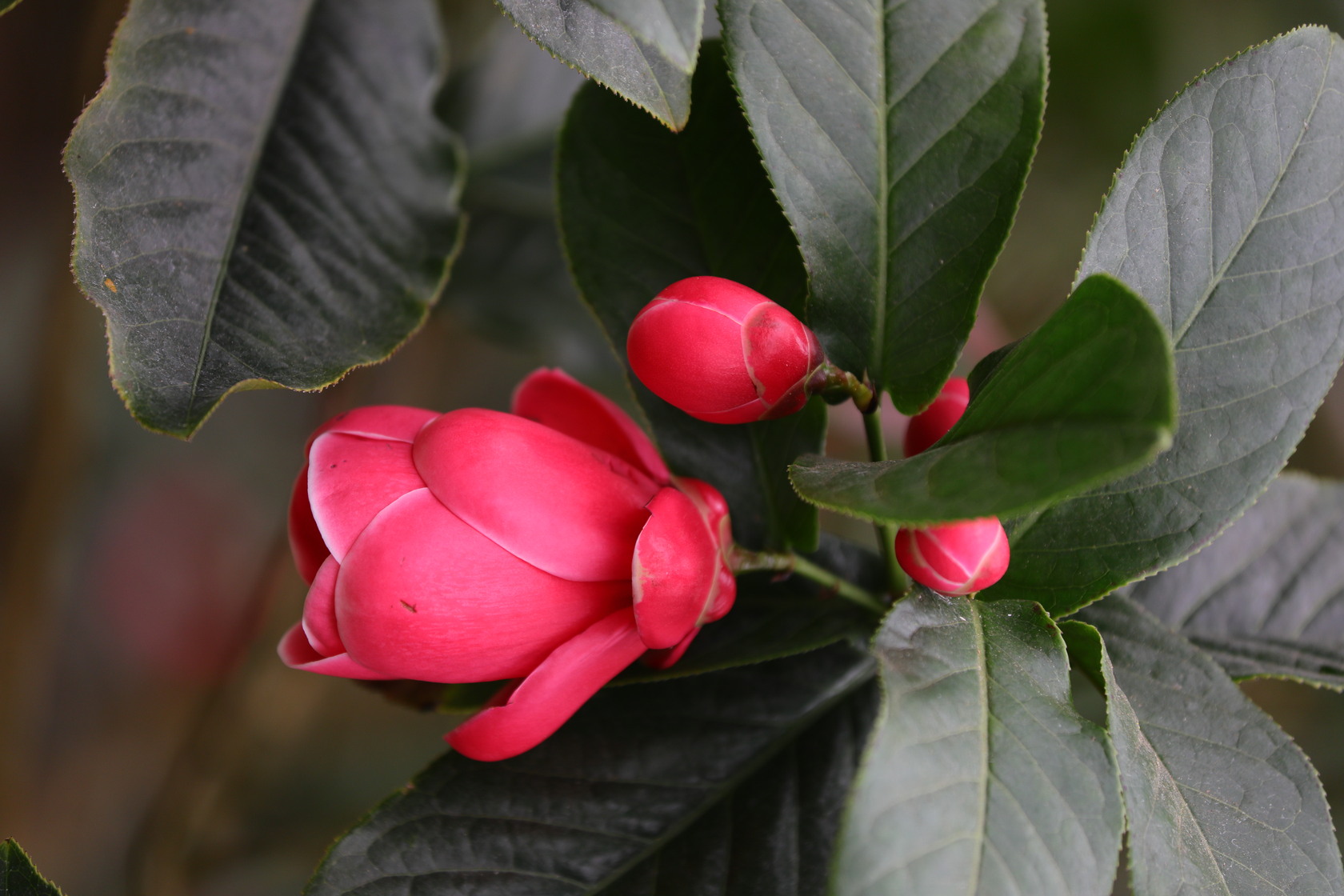 在花卉中心欣賞茶花記得注意多種特殊品種，如「越南抱莖茶花」花型特殊，低垂的花苞，一長出就十分搶眼。