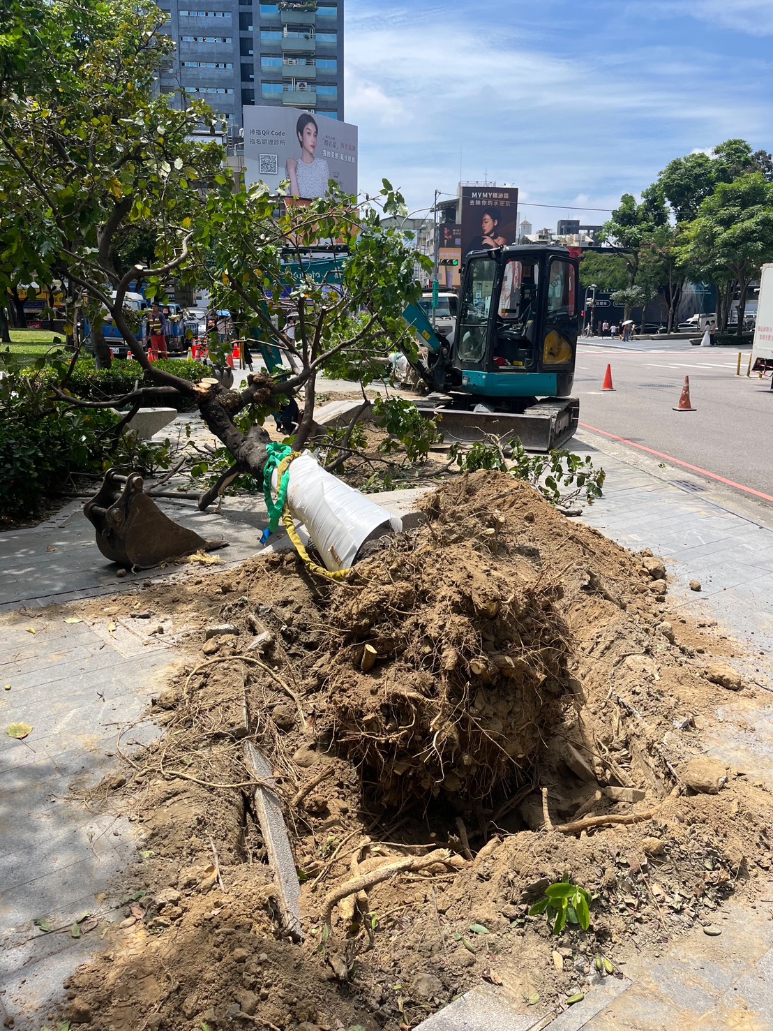 台中市民認為路樹是他們到市民廣場休憩的重要原因。（市議員江肇國提供）