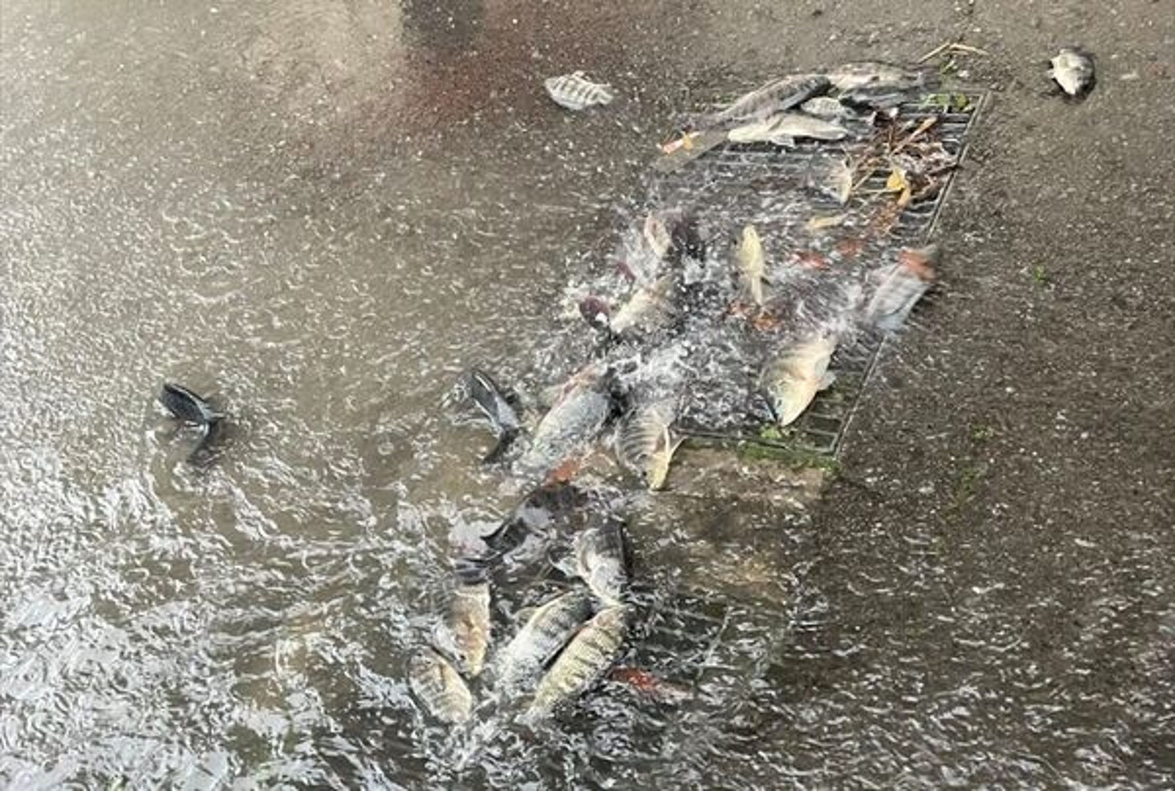 苗栗市新庄街因強降雨導致排水溝溢堤，大量吳郭魚被沖上街道，意外塞住排水孔。（翻攝自臉書/苗栗大小事）