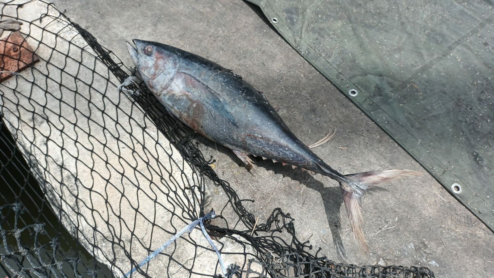「凶手」竟是一條渾身結冰的巨型鮪魚。(翻攝自khaosod.co.th)