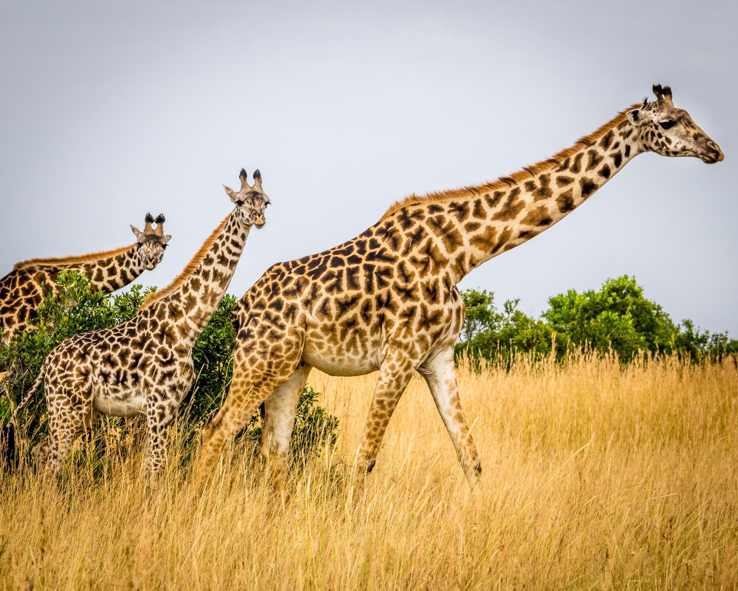 中國雲南某動物園長頸鹿驚傳攻擊遊客。(示意圖,unsplash)