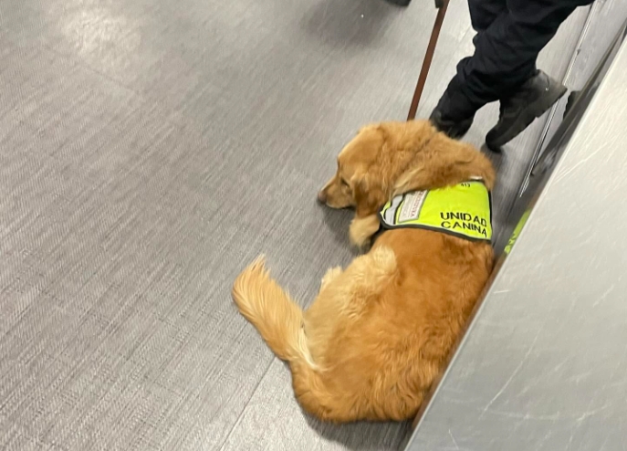 日本網友在Threads分享墨西哥機場緝毒犬因誤判泡麵而遭海關訓斥，狗狗露出極度委屈的表情，引發網友熱議。（翻攝自 Threads／tomoki.travel99）