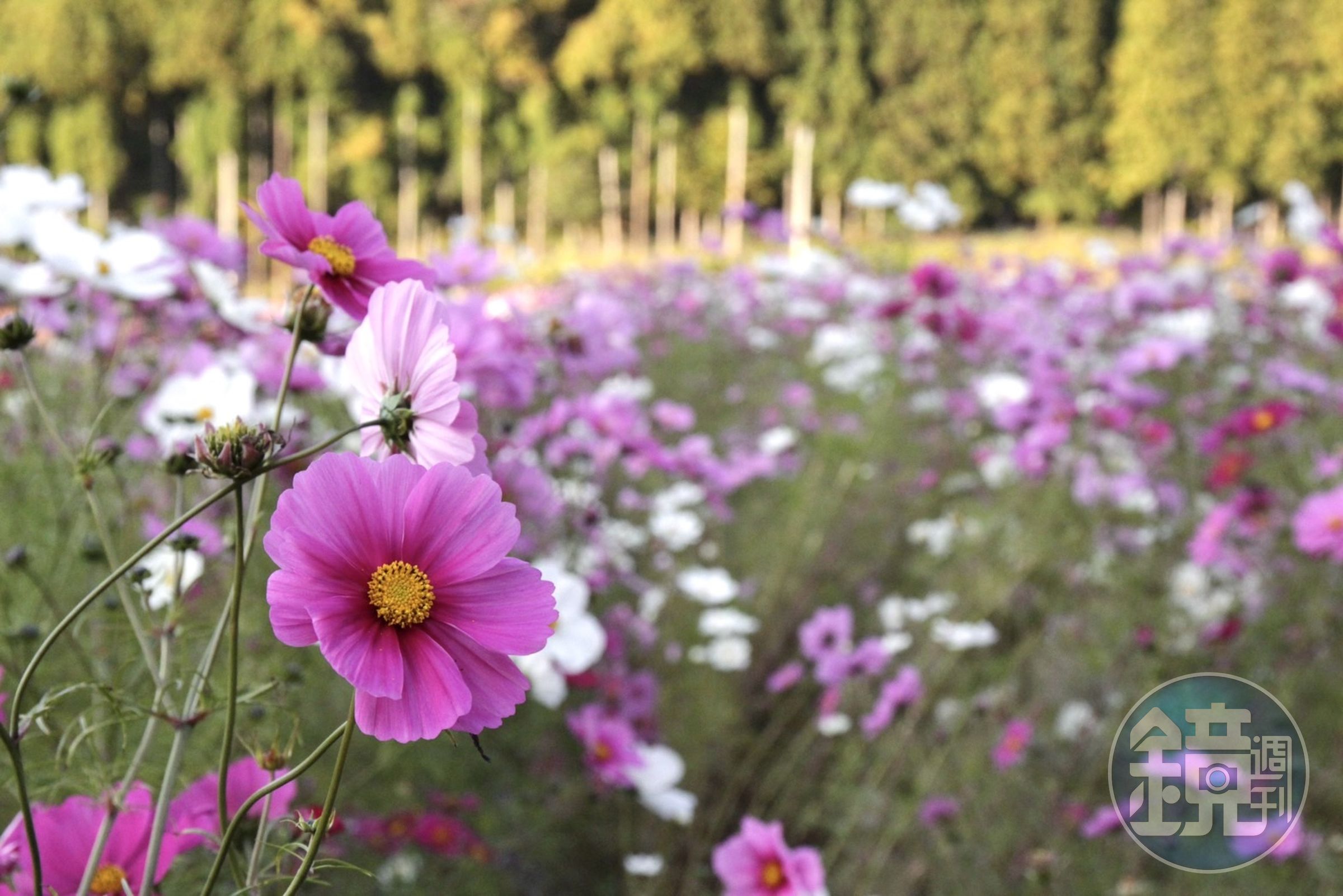 夕陽時分站在花草園中，看過去整片花海真是美不勝收。