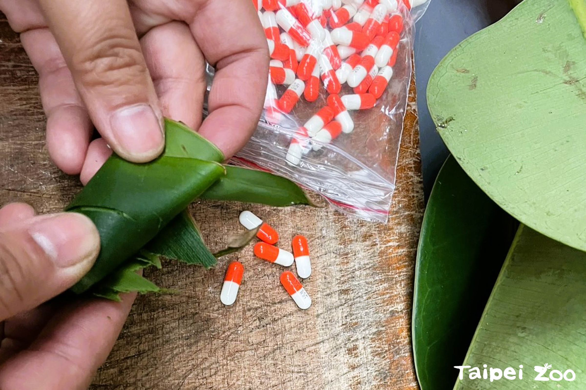 保育員用「包檳榔」的方式把藥用味道較重的月桃葉包起來,但這些小技巧總是很快就被聰明的「友信」一一破解。(台北市立動物園提供)