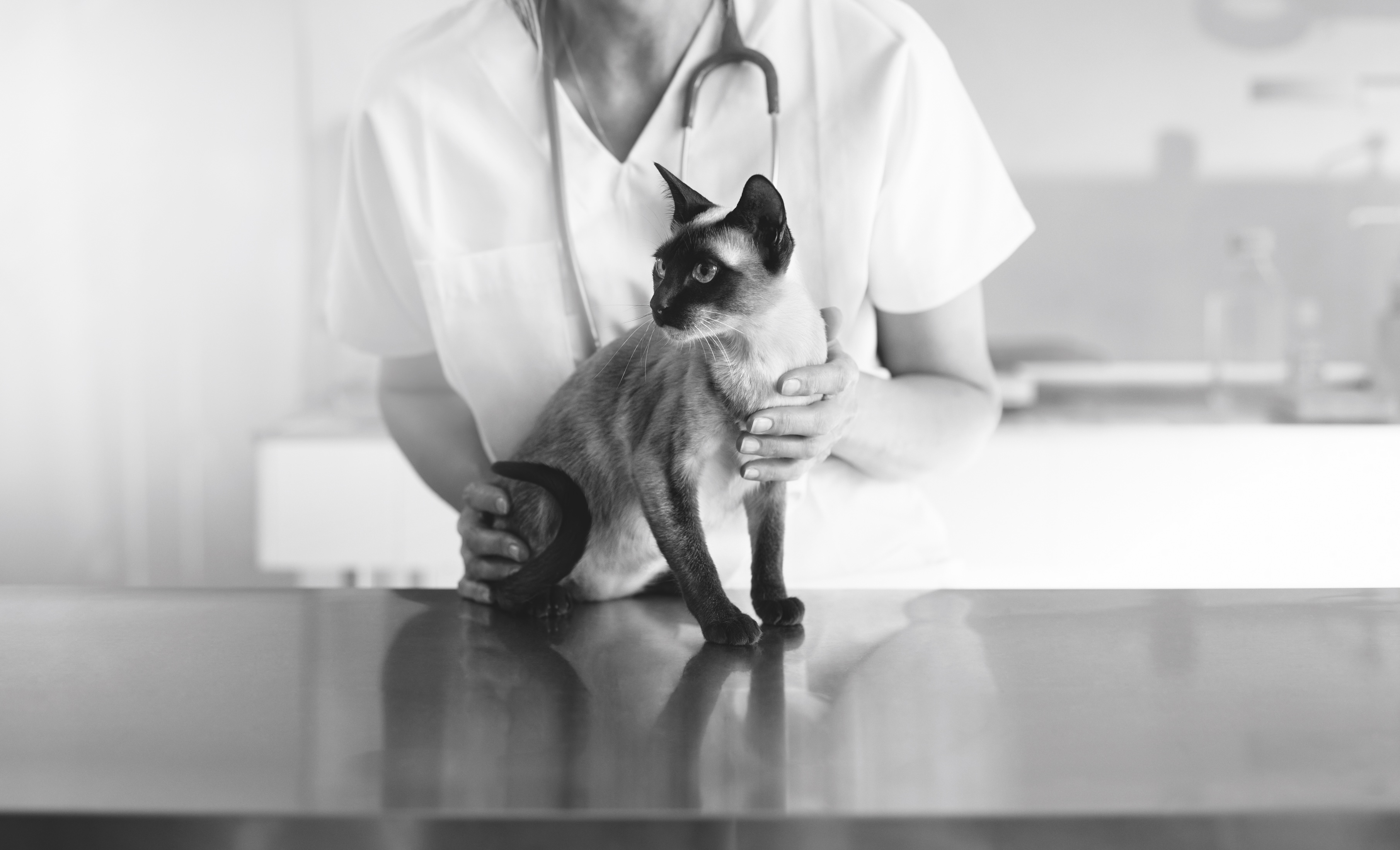 依據國際研究機構，貓咪7歲起分為熟齡、老齡與超老齡三階段，對應不同營養需求。（法國皇家提供）