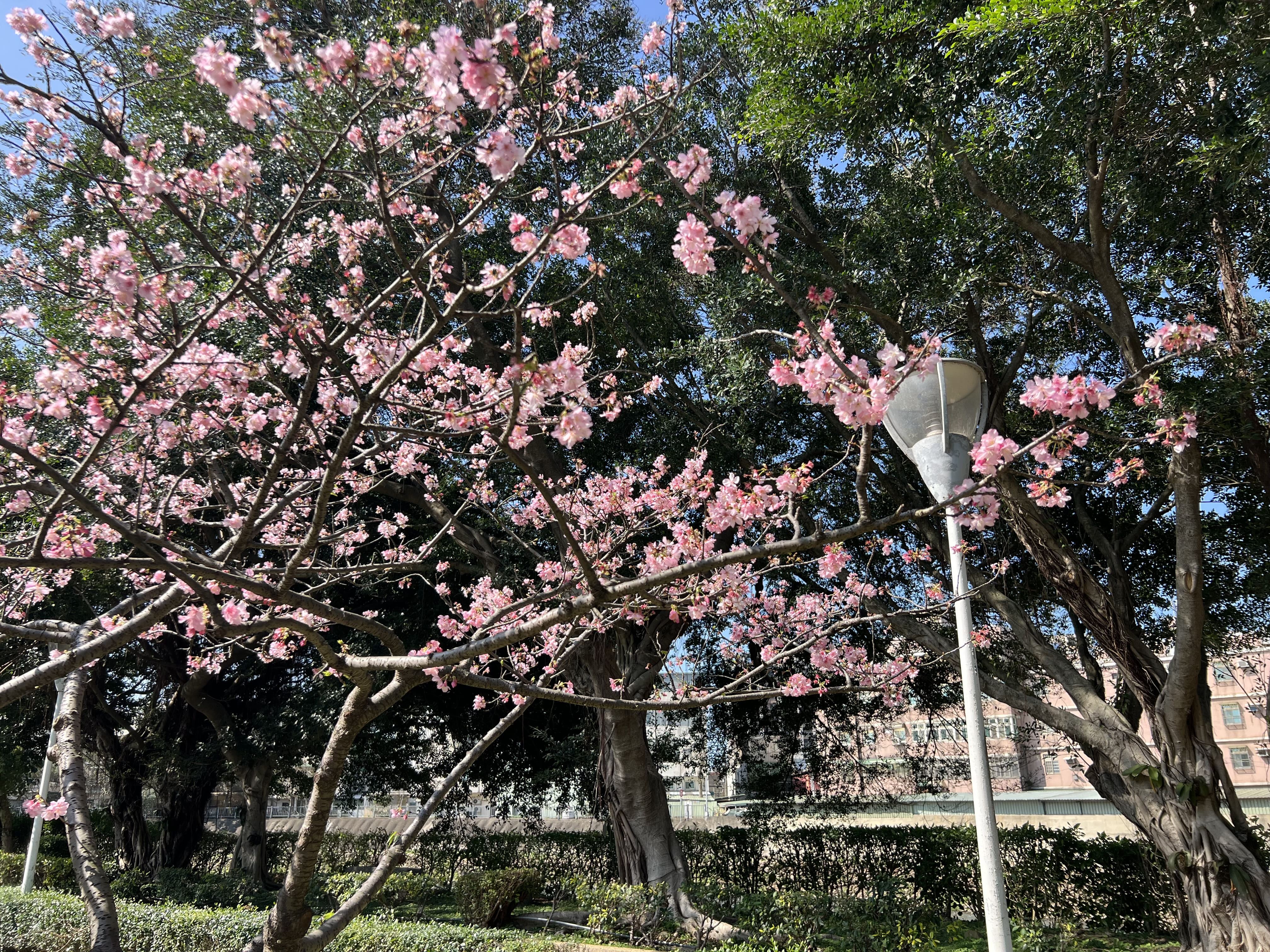 桃園環保局推薦民眾適合賞櫻踏青「3大公園」。(桃園環保局提供)