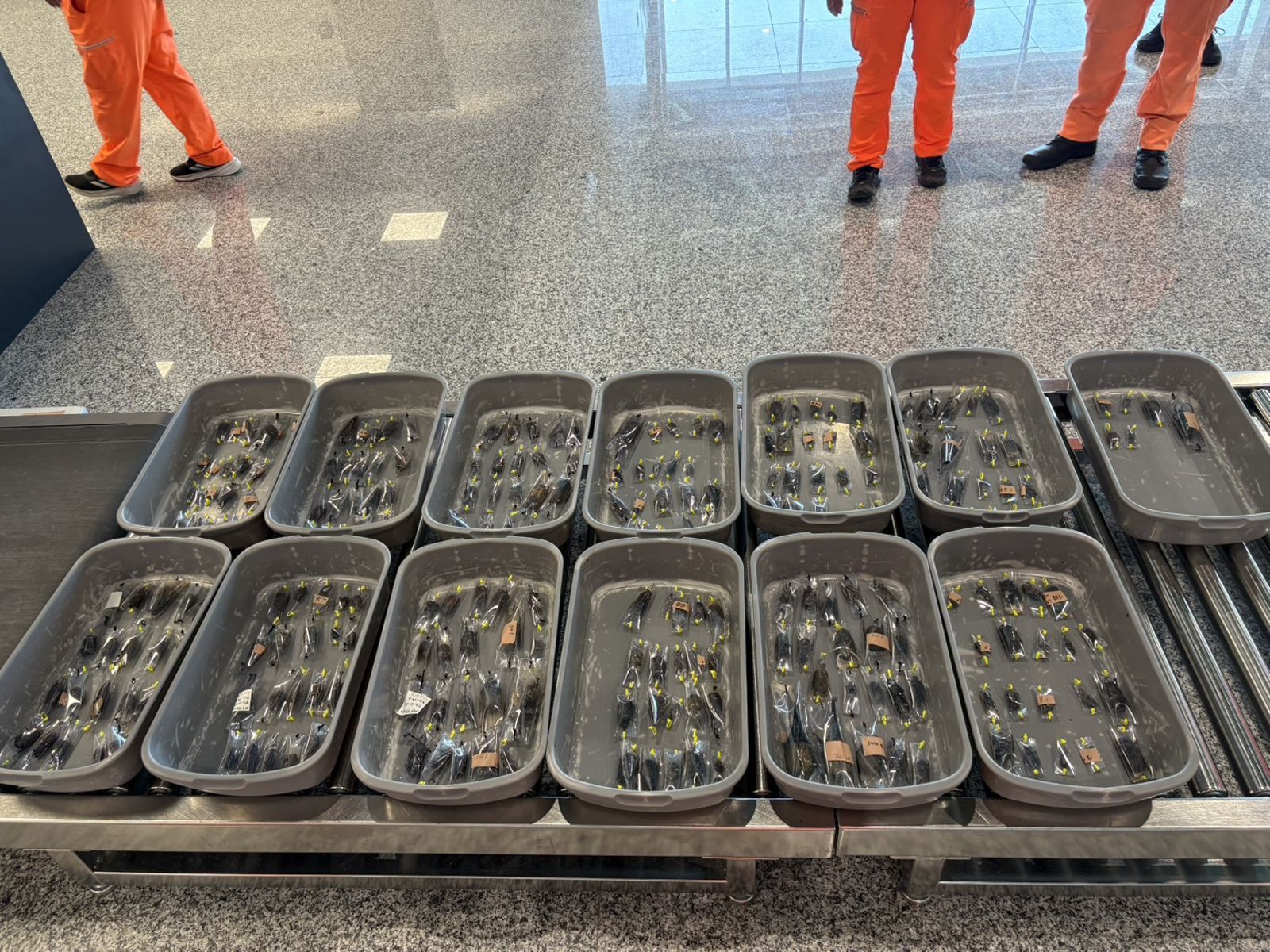 行李藏「248隻活體甲蟲」闖小三通 29歲男遭金門海巡當場抓包