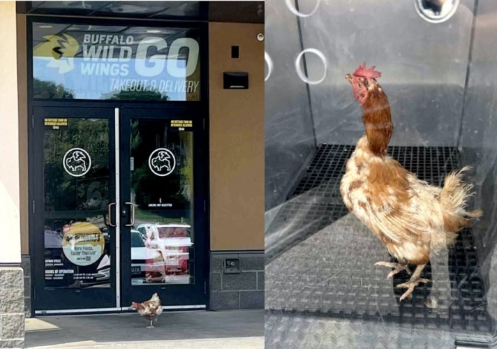母雞闖入的炸雞店平均每日賣出逾240萬隻雞翅,牠逃過一劫堪稱奇蹟。(翻攝自臉書 @Animal Rescue League of Iowa)