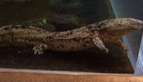 日本國內的特有種「日本大鯢」（圖），被列為國家特別天然紀念物，不過生存環境卻恐遭到雜交種大鯢危害。（翻攝自維基百科）