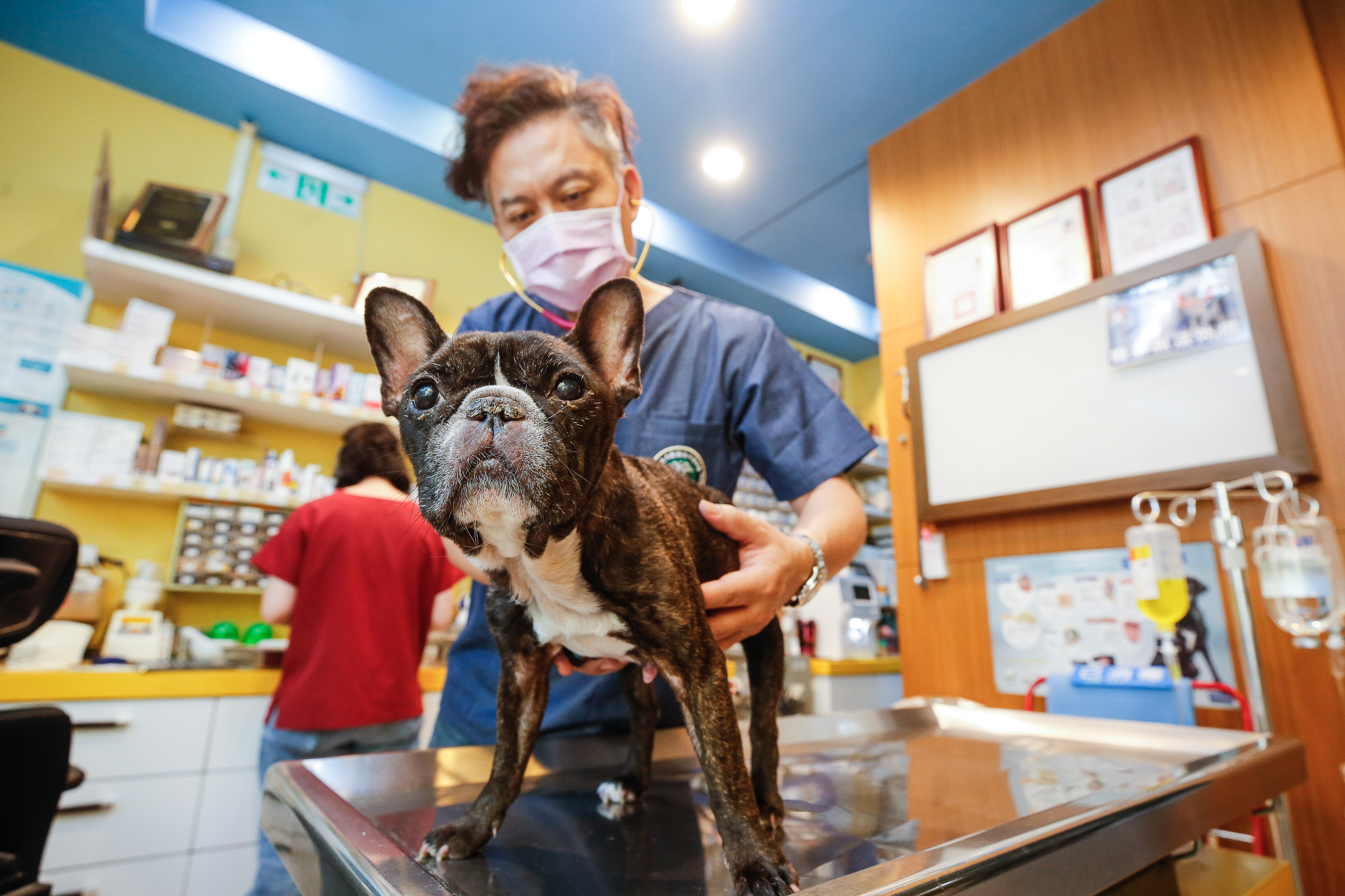 寵物對現代人來說已是生活中重要的一部分，1111人力銀行調查，高達9成上班族天天陪寵物2.5小時。（示意圖，本刊資料照）