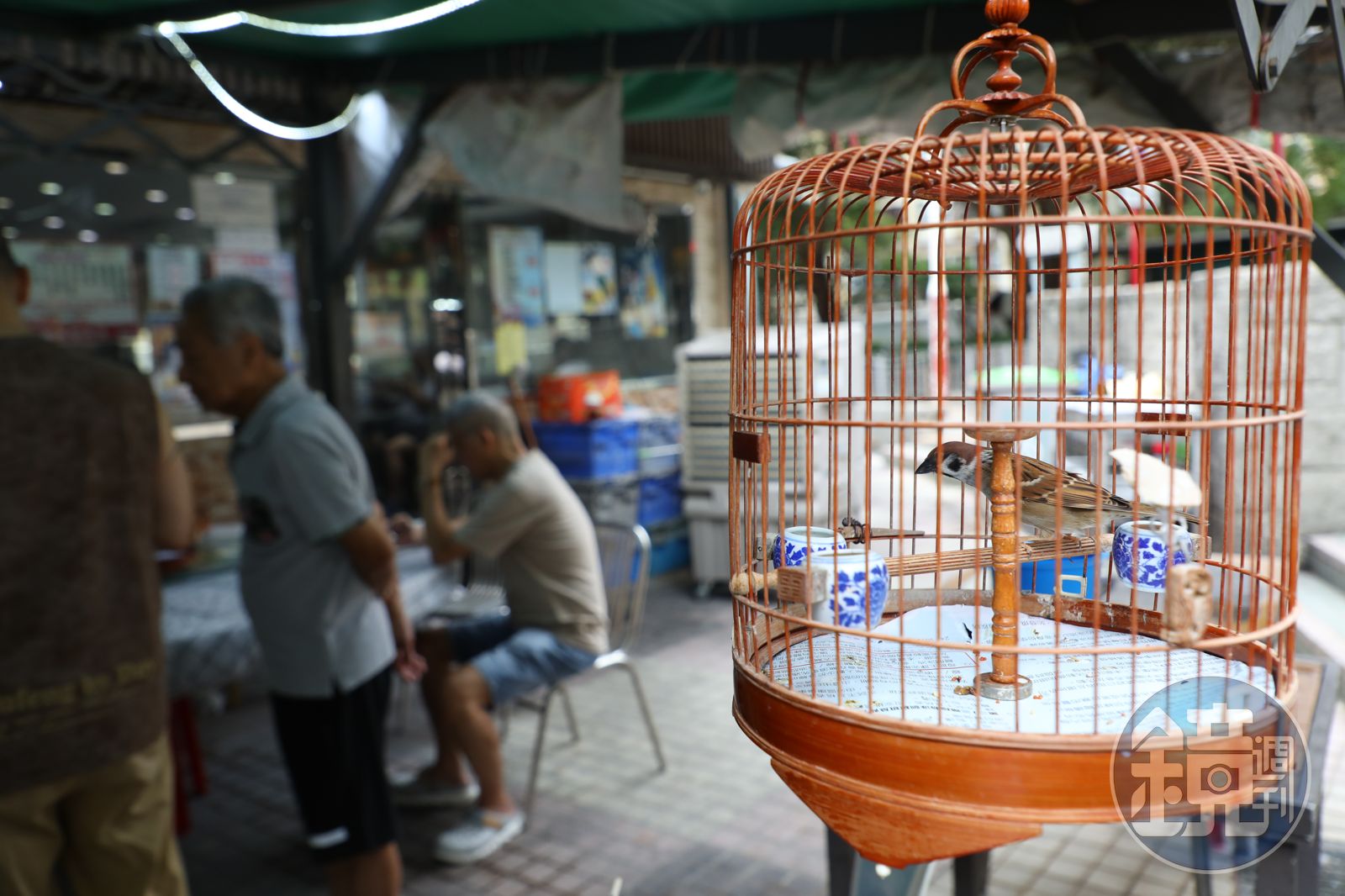 許多老客人帶著自家養的雀鳥出來溜達,順便吃完飯再回家。