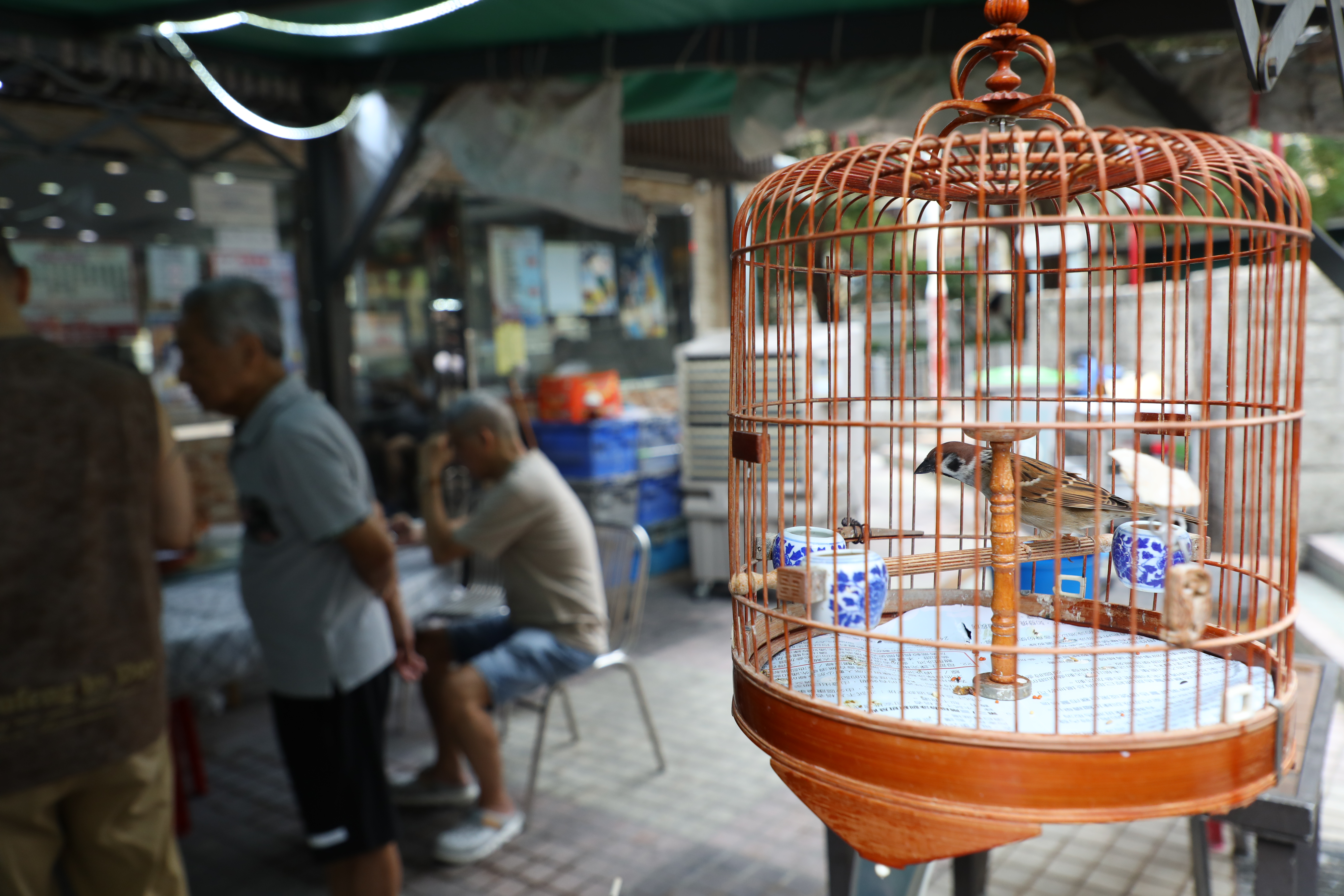 許多老客人帶著自家養的雀鳥出來溜達，順便吃完飯再回家。