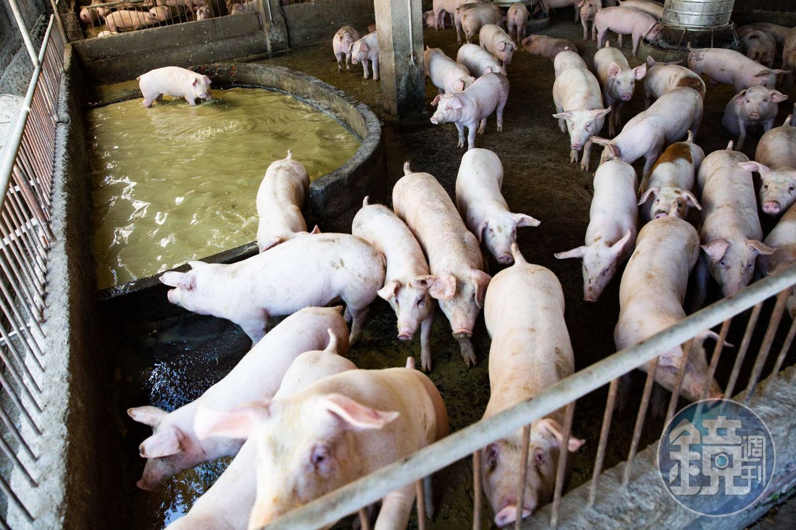 不是廚餘問題?台中爆非洲豬瘟「急下全國禁宰令」 謝寒冰揭:找不出根源才是台灣最可怕的