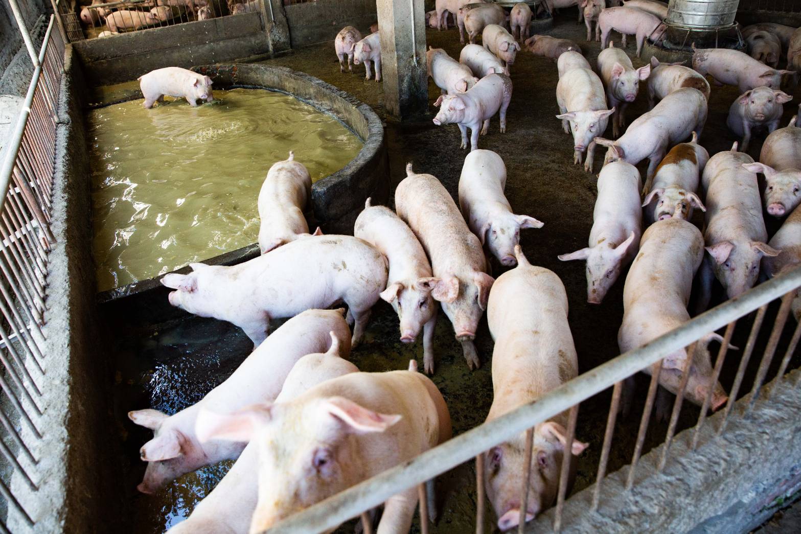 台中養豬場爆非洲豬瘟，農業部宣布全國豬隻禁運禁宰5天，並進入15天觀察期。謝寒冰質疑疫情根源未明，呼籲以科學方式全面檢討。