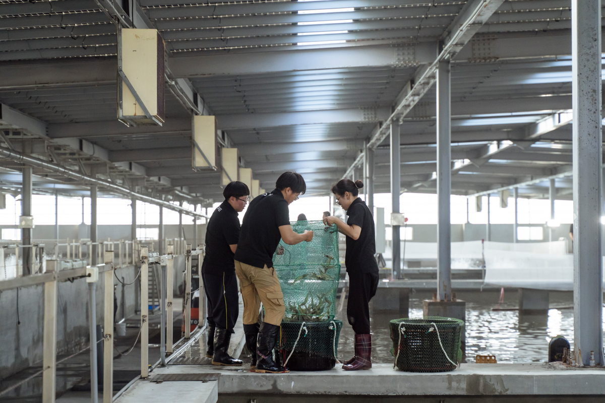 泓德能源位於台南七股的日運漁電共生案場室內設施導入高密度白蝦養殖，每年投入約270萬尾白蝦苗。（圖／泓德能源提供）