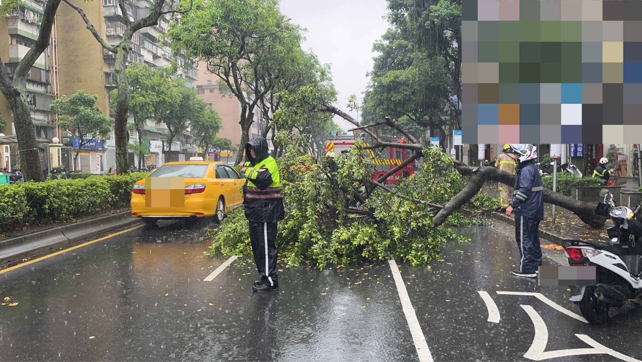信義區驚見「路樹橫躺大馬路」。（警方提供）