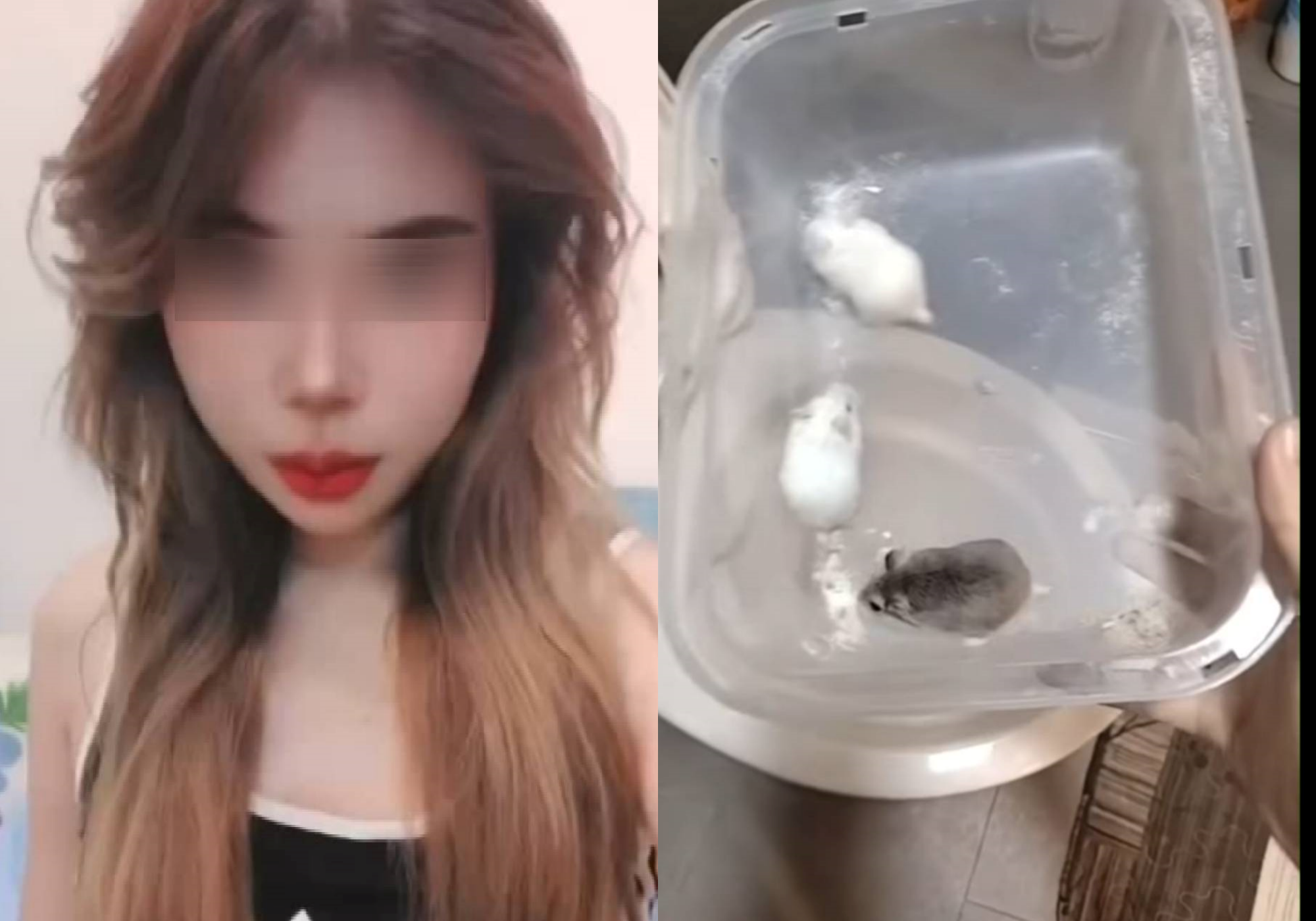 一名女子殘忍將倉鼠沖入馬桶,目前中檢正在循線查出女子身分與住處。(翻攝網路)