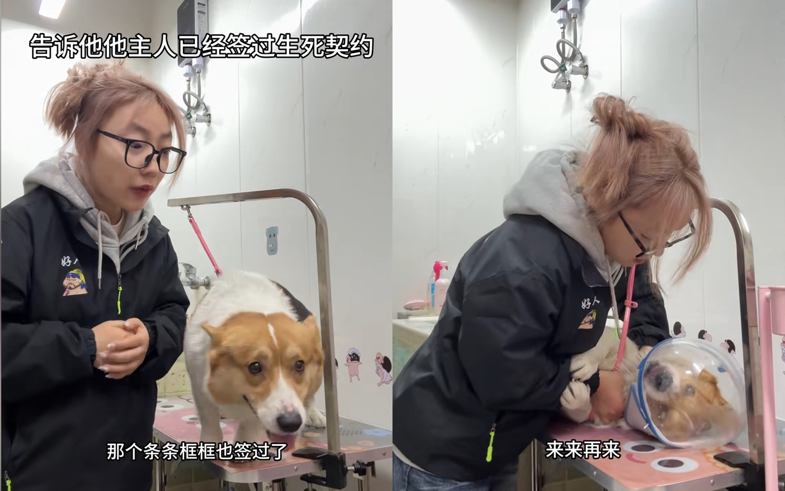 就連柯基也沒逃過她的魔掌，她稱有和飼主簽過「生死契約」。（翻攝自抖音）