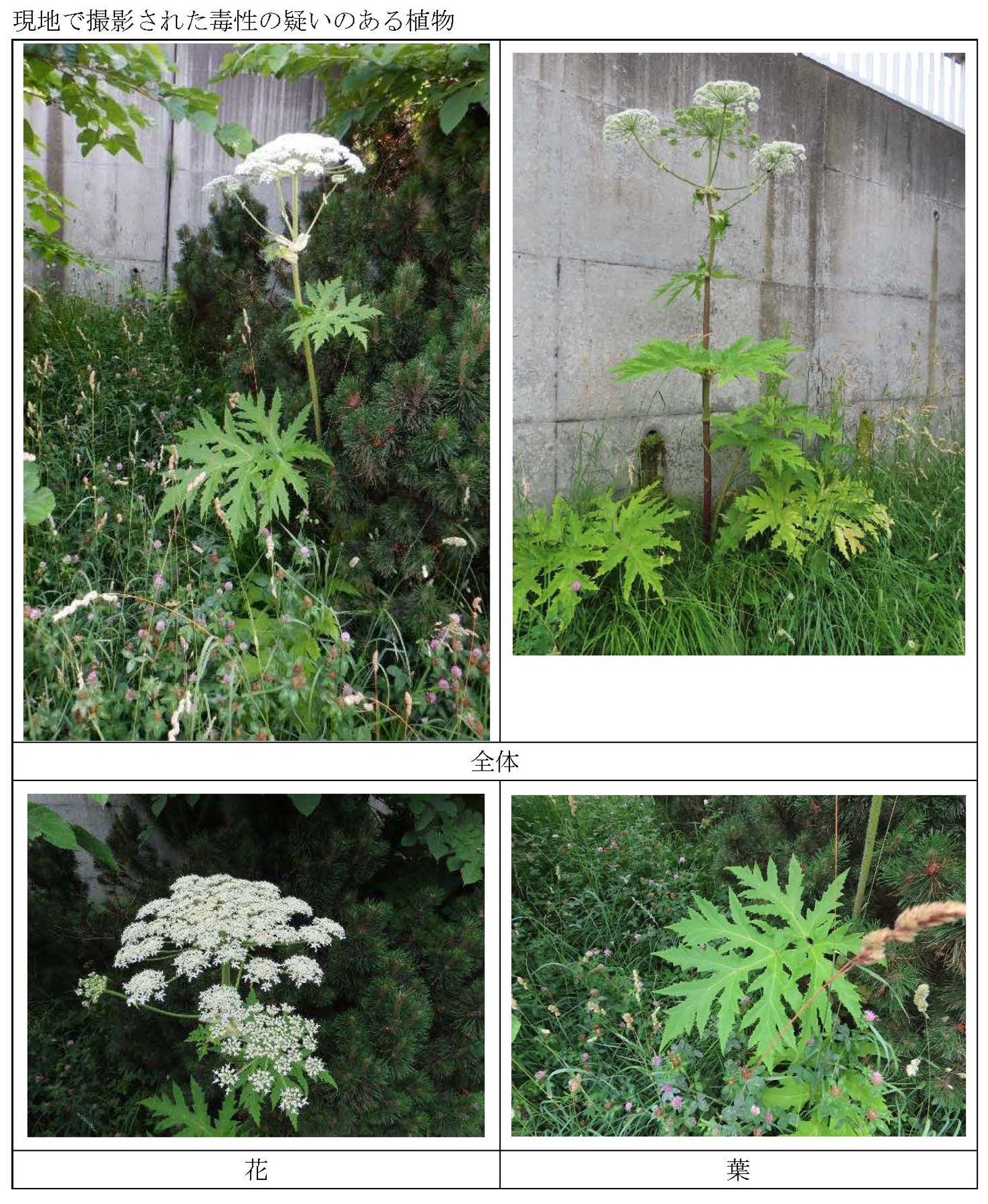 經現場確認，共計發現約30至40株大豬草。（翻攝自@Sapporo_PRD X）