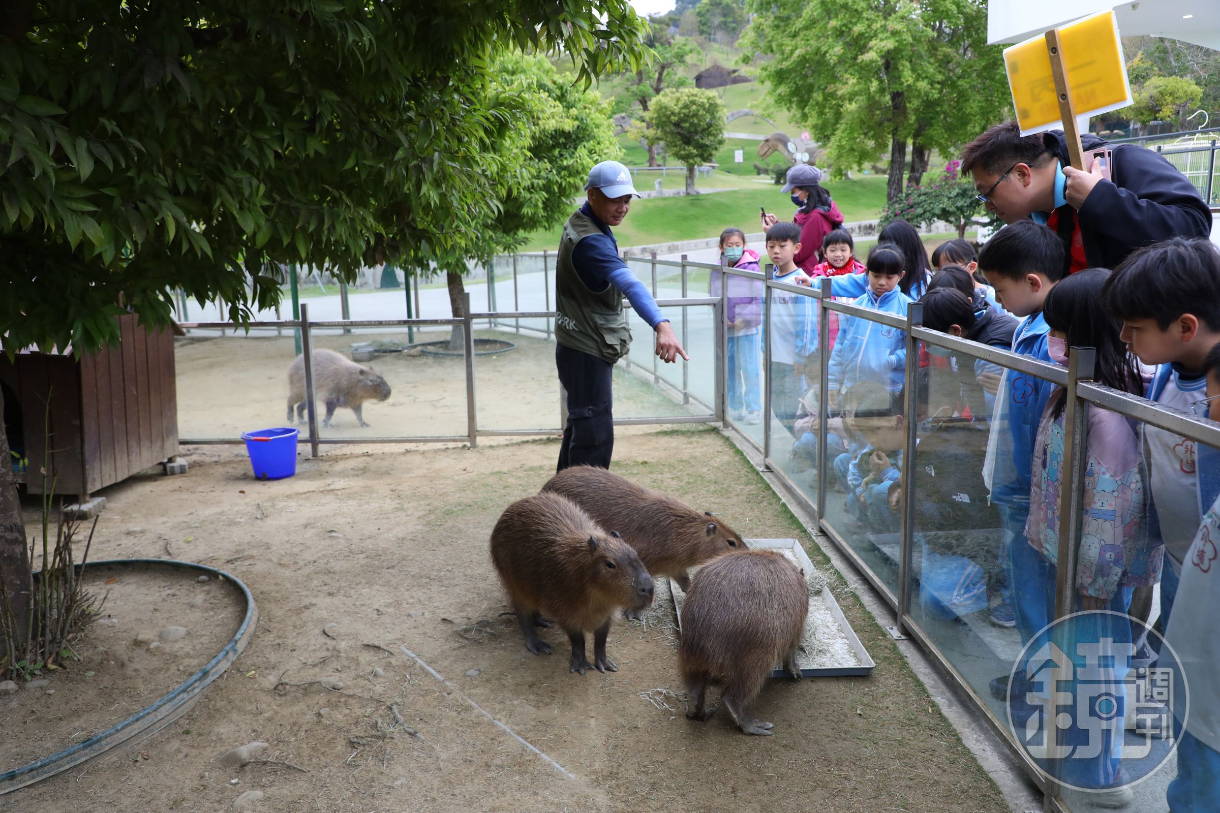 樂園裡有很多免費體驗活動，像是餵食水豚、美洲鴕鳥、鵜鶘等，和動物們近距離互動。