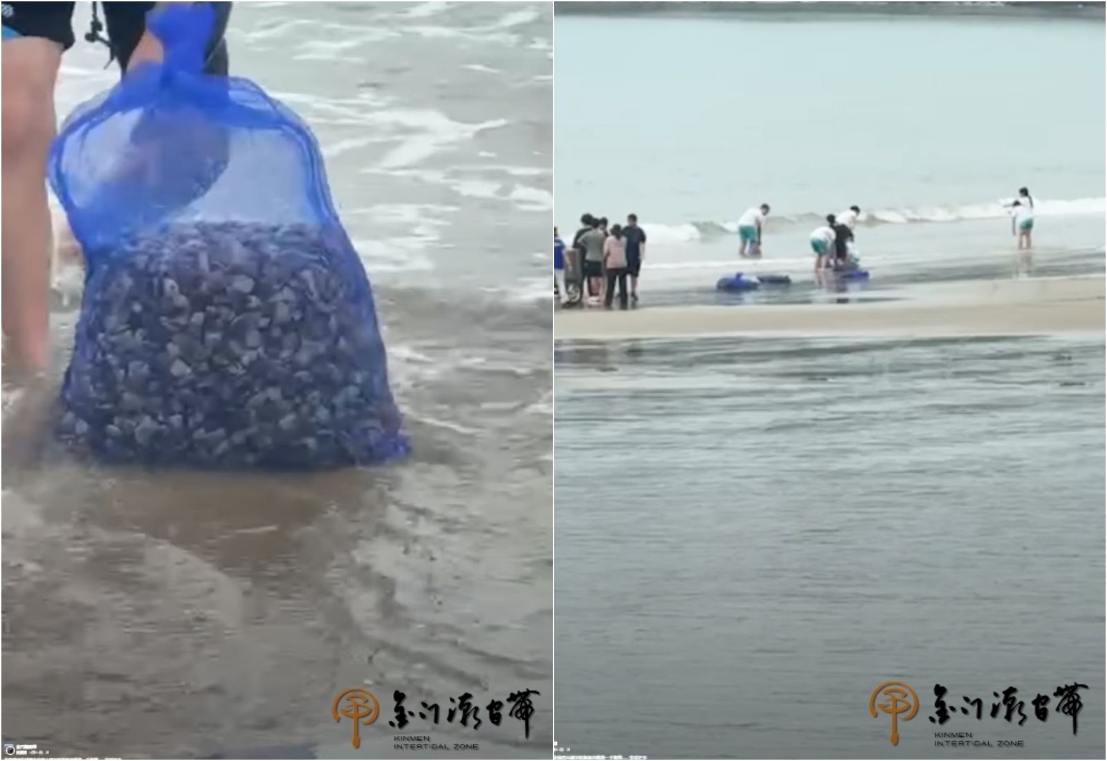 放生變放死!宗教團體「海邊狂倒45萬粒文蛤」 兩天後蛤屍遍野