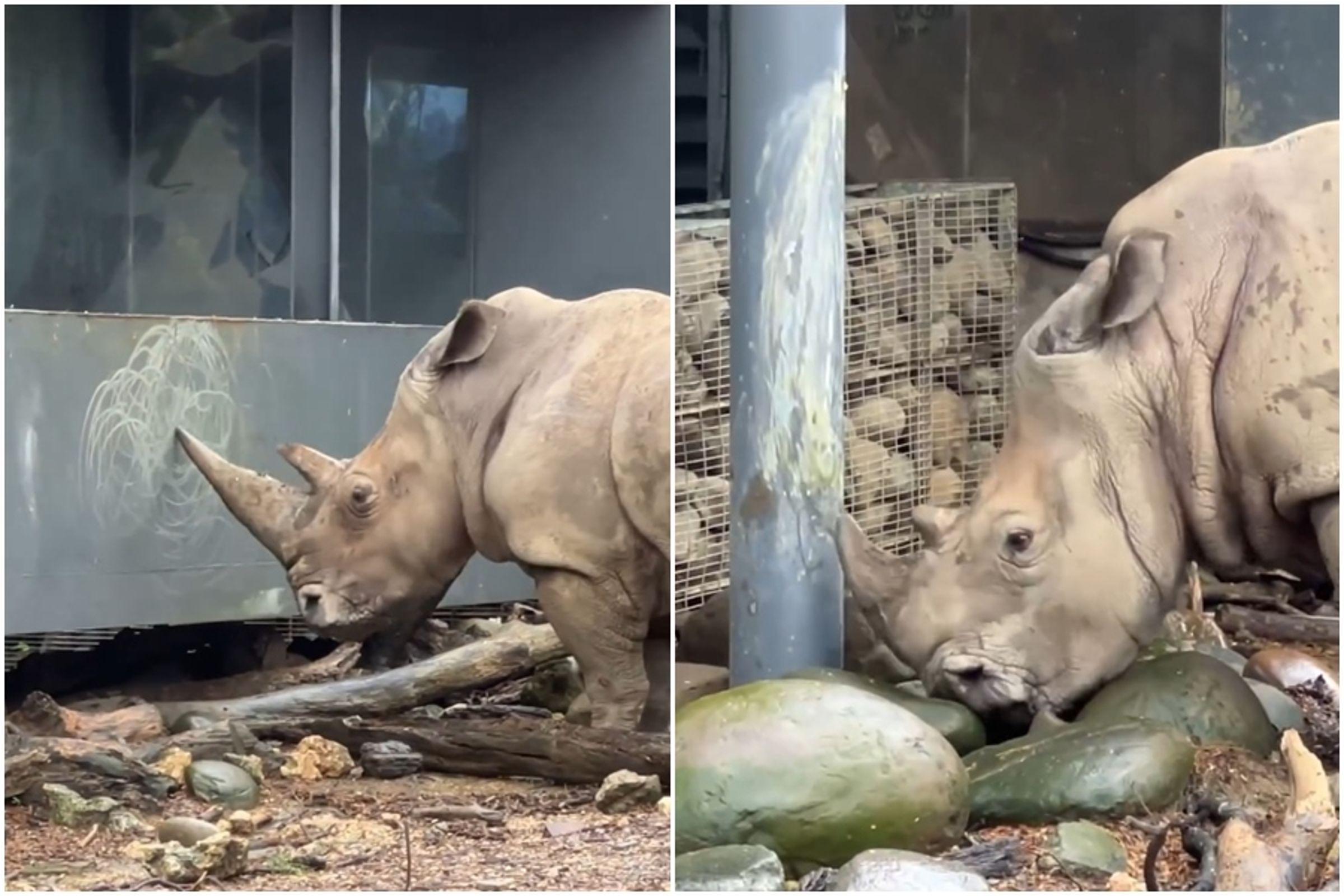 壽山動物園臉書分享犀牛瘋狂磨角的影片,吸引網友熱議。(翻攝自Shou Shan Zoo 壽山動物園臉書)