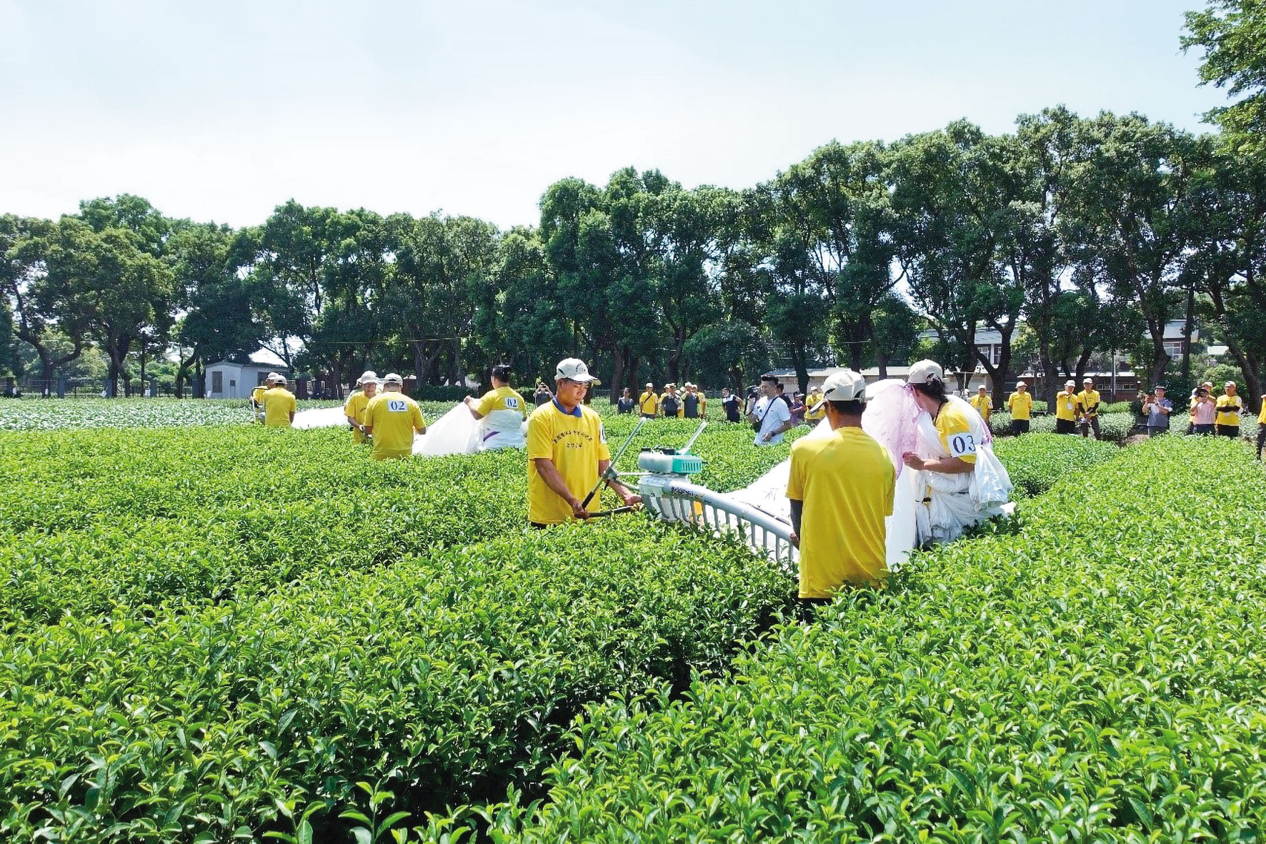 農業部茶改場總場(圖)位於桃園,並於新北、南投、台東設有分場。(翻攝農業部茶改場臉書)
