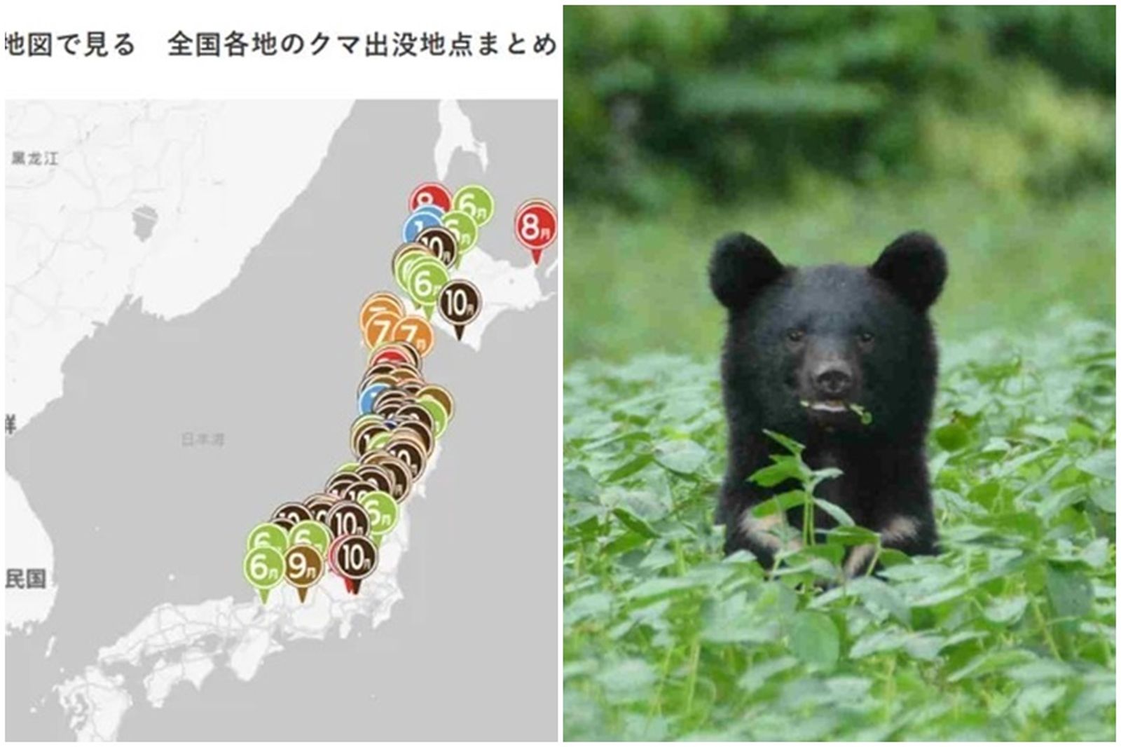 熊群大軍壓境!東京民宅淪陷「解剖5公分厚脂肪消失」 專家警告:牠們恐學會1事