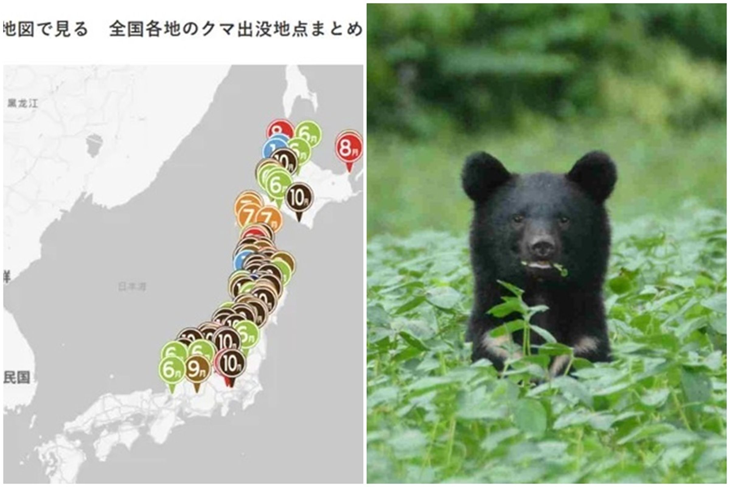 日本今夏連日爆出熊襲事件,據環境省統計,今年已有10人喪命、超過百人受傷。(翻攝自秋田縣生活環境部宣導文件、朝日新聞)