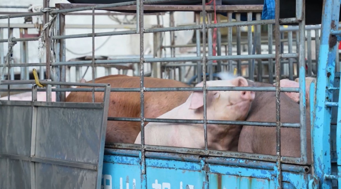 台中近期爆發非洲豬瘟事件。 （翻攝自市府官網）