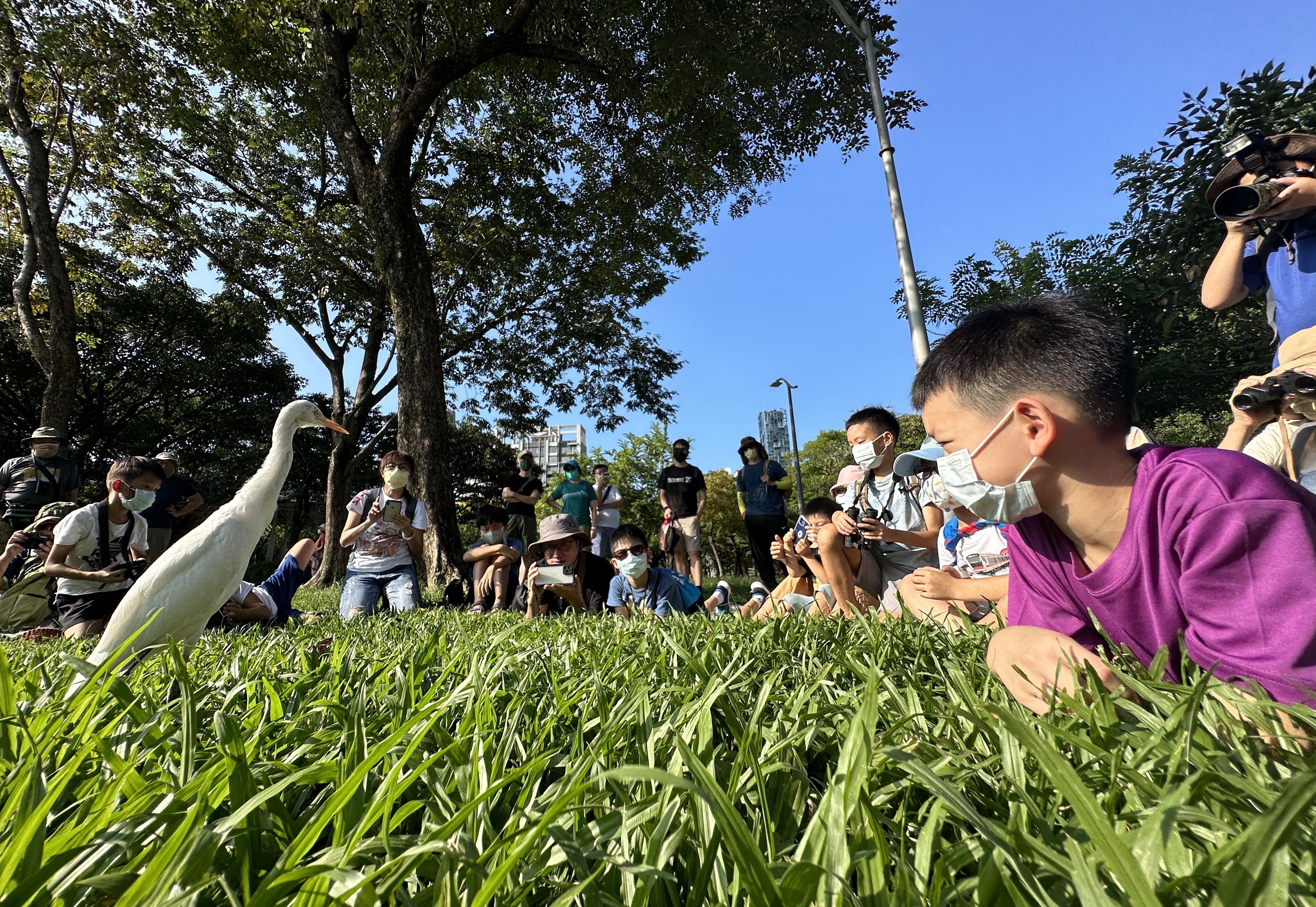 在大安森林公園可近距離觀察鷺科鳥類。（圖／黃一峯）