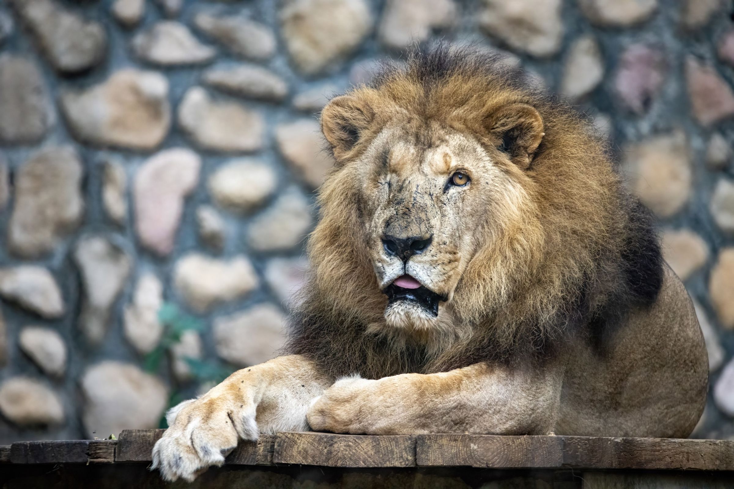 23歲的非洲獅「二哥」在昨日上午安詳離世，結束了在壽山動物園16年的守護時光。（翻攝自臉書Shou Shan Zoo 壽山動物園）