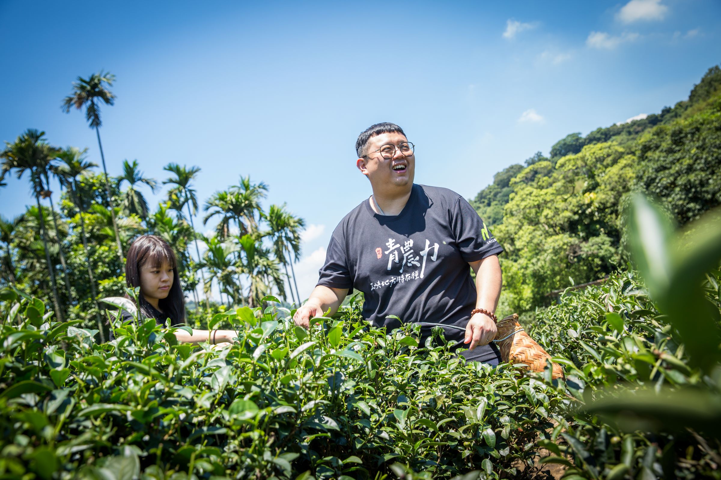 天芳茶行的茶園採有機種植，三峽特有種青心柑仔每7-10天就可以採摘一次，茶期長。青農黃耀寬（右）、林孟諭（左）夫妻為活化老茶園，還推出採茶、製茶體驗遊程。