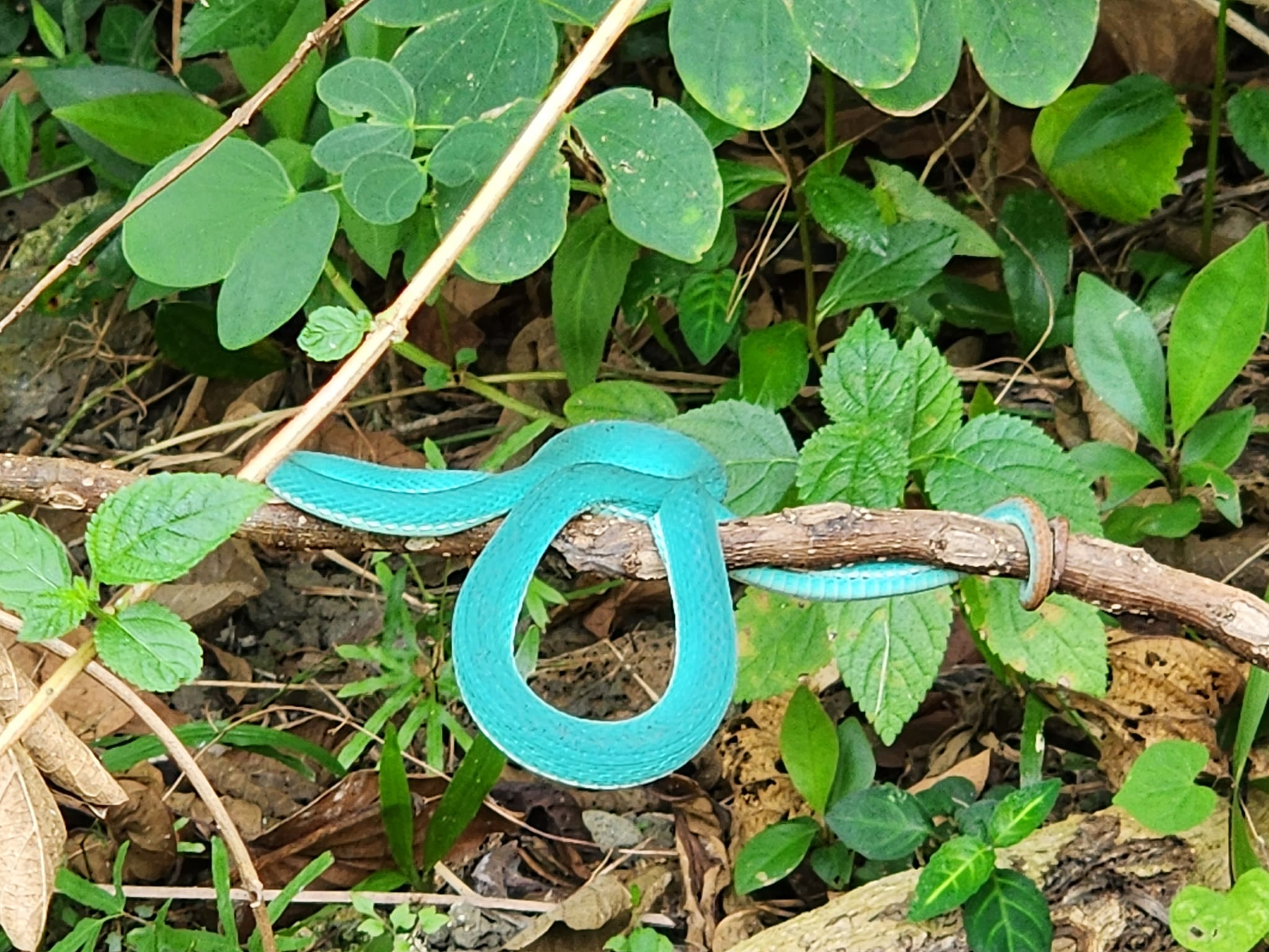 有網友在南部一處山區遇見色違的赤尾青竹絲嬌客，驚喜上網分享。（翻攝自臉書社團《野生蛇相》）